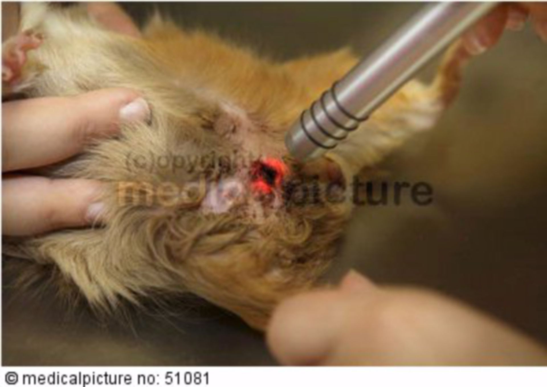 Tierarztpraxis Lasereinsatz 
