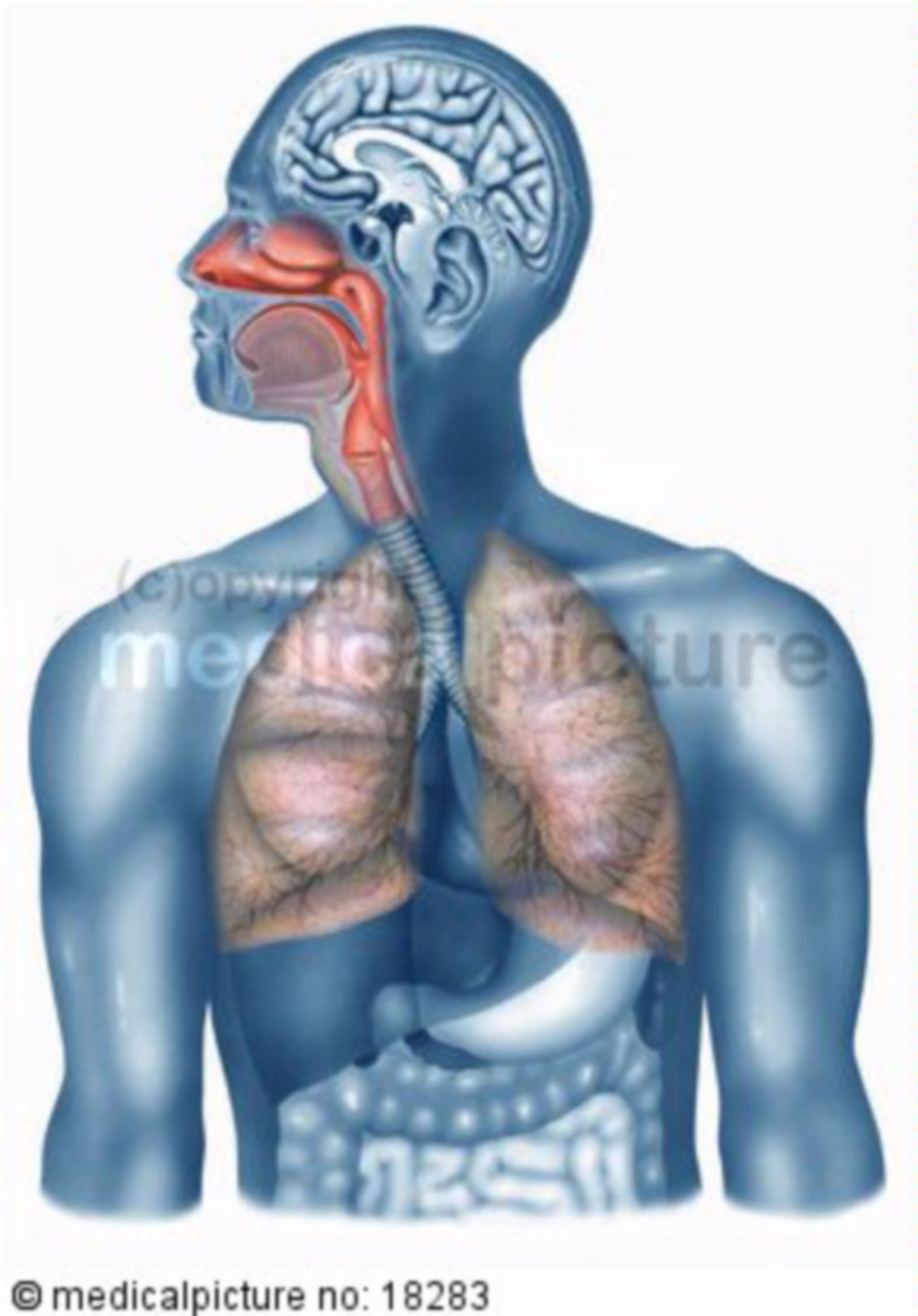 Respiratorisches System
