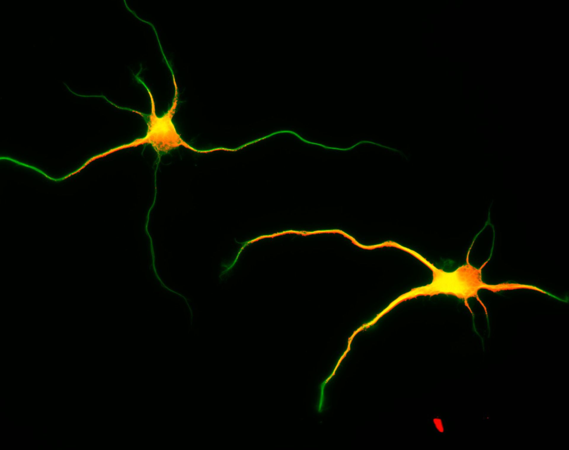 Rattus (Dendrite) - CIL:8466