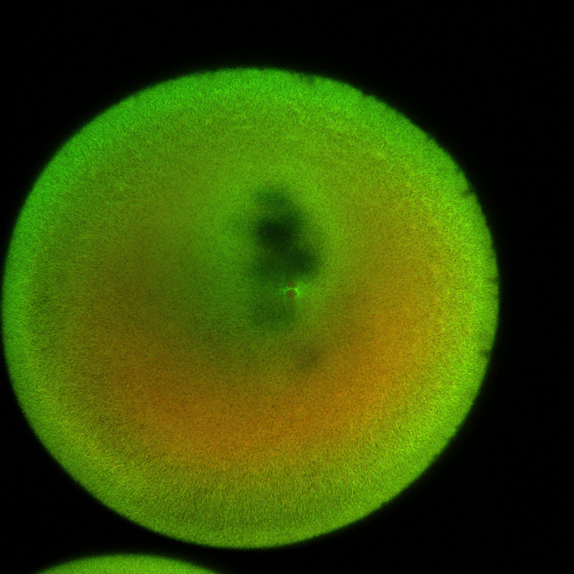 Xenopus laevis (DNA) - CIL:36507