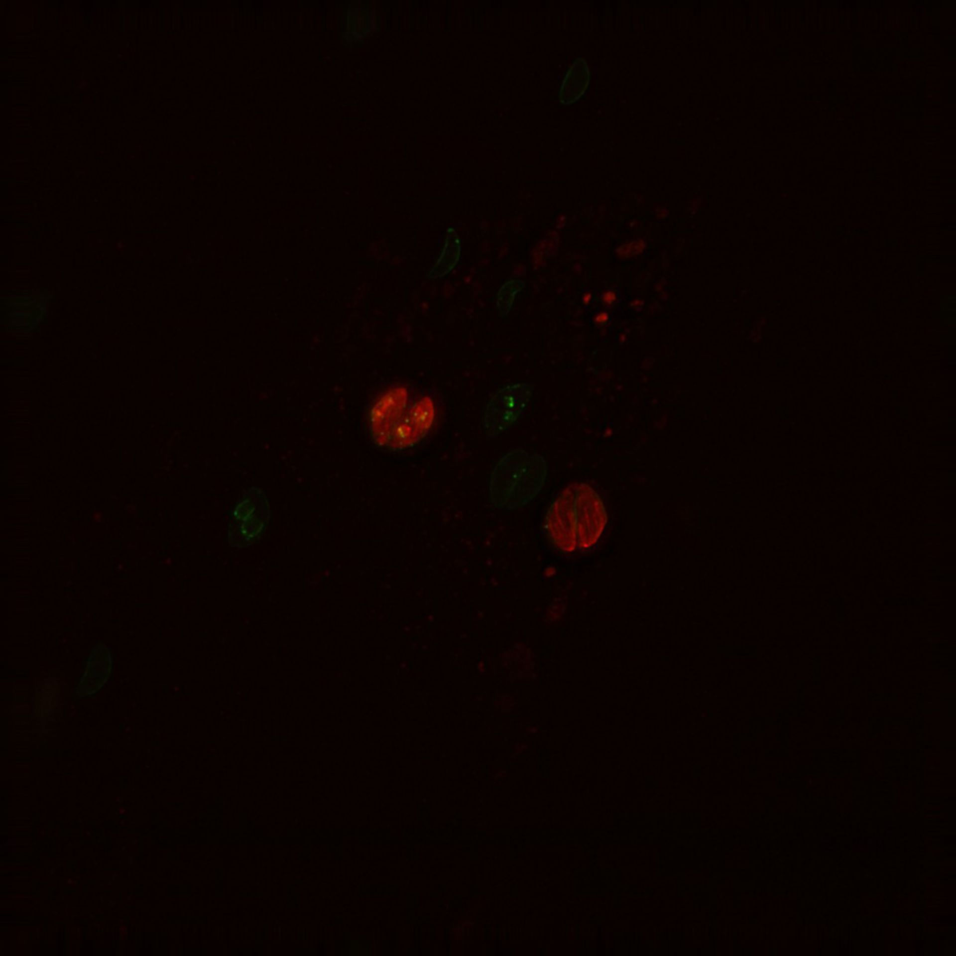 Toxoplasma gondii RH (Inner membrane complex) - CIL:10541