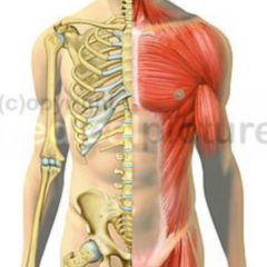 Skelettmuskulatur Doccheck Flexikon