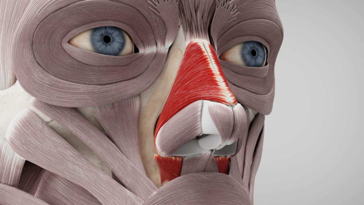 Musculus nasalis
