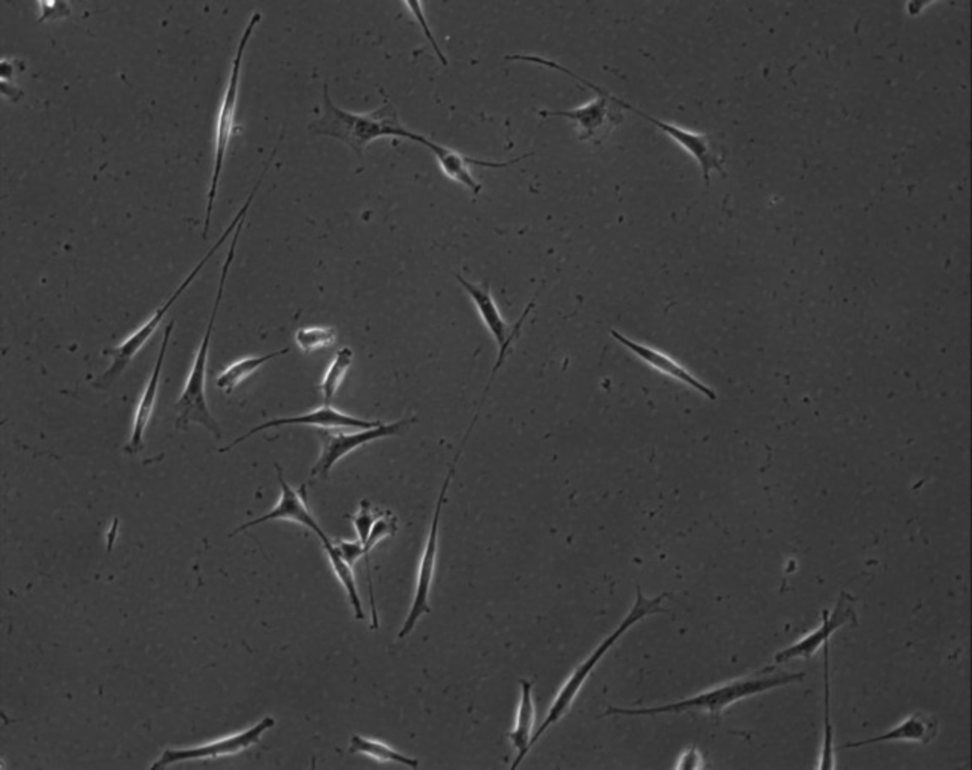 Mus musculus (Extracellular matrix part) - CIL:7904