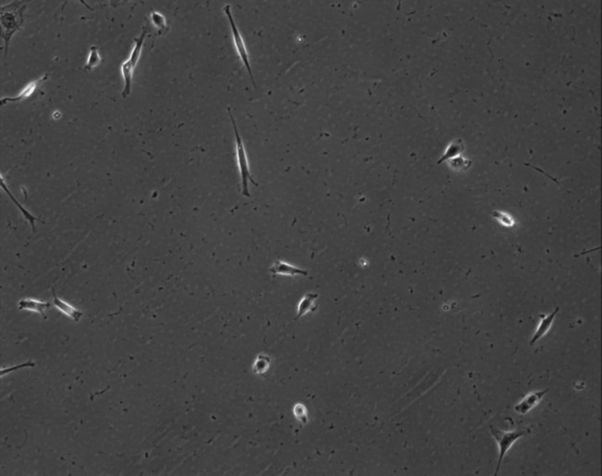 Mus musculus (Extracellular matrix part) - CIL:7881