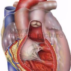 Trikuspidalklappe DocCheck Flexikon