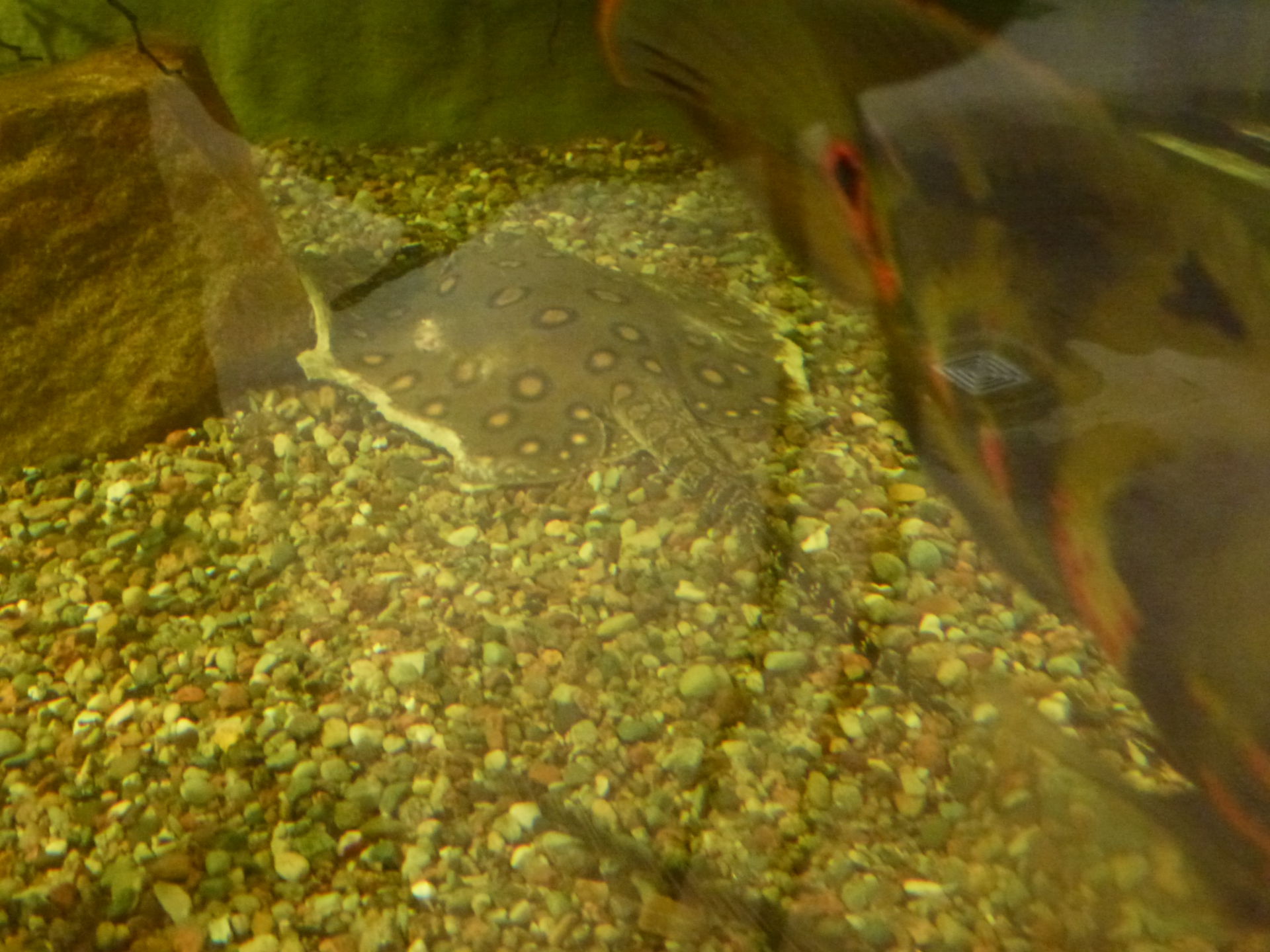 Veterinary Medicine: Injured Ray