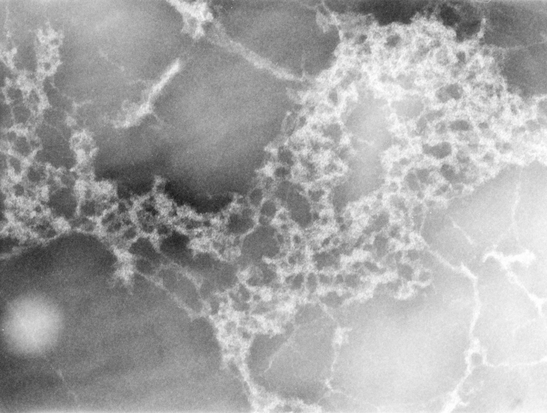 Gallus gallus (Nuclear chromatin) - CIL:7504