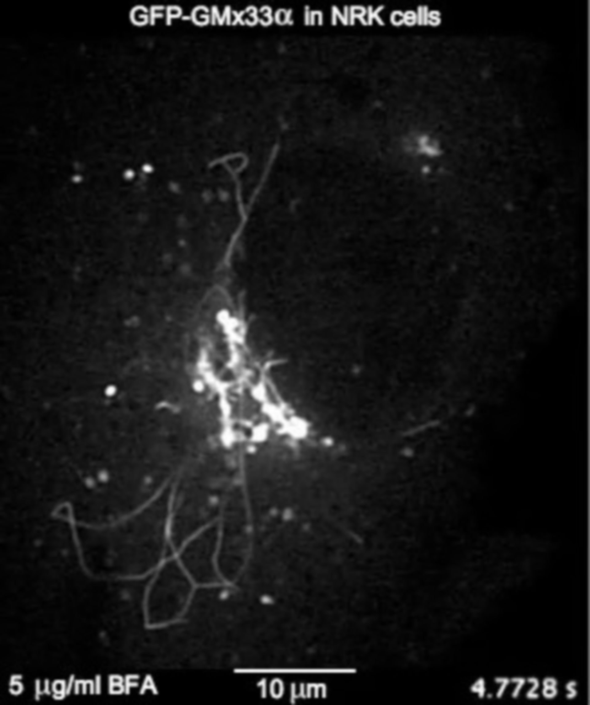 Rattus norvegicus (Golgi apparatus part) - CIL:8059