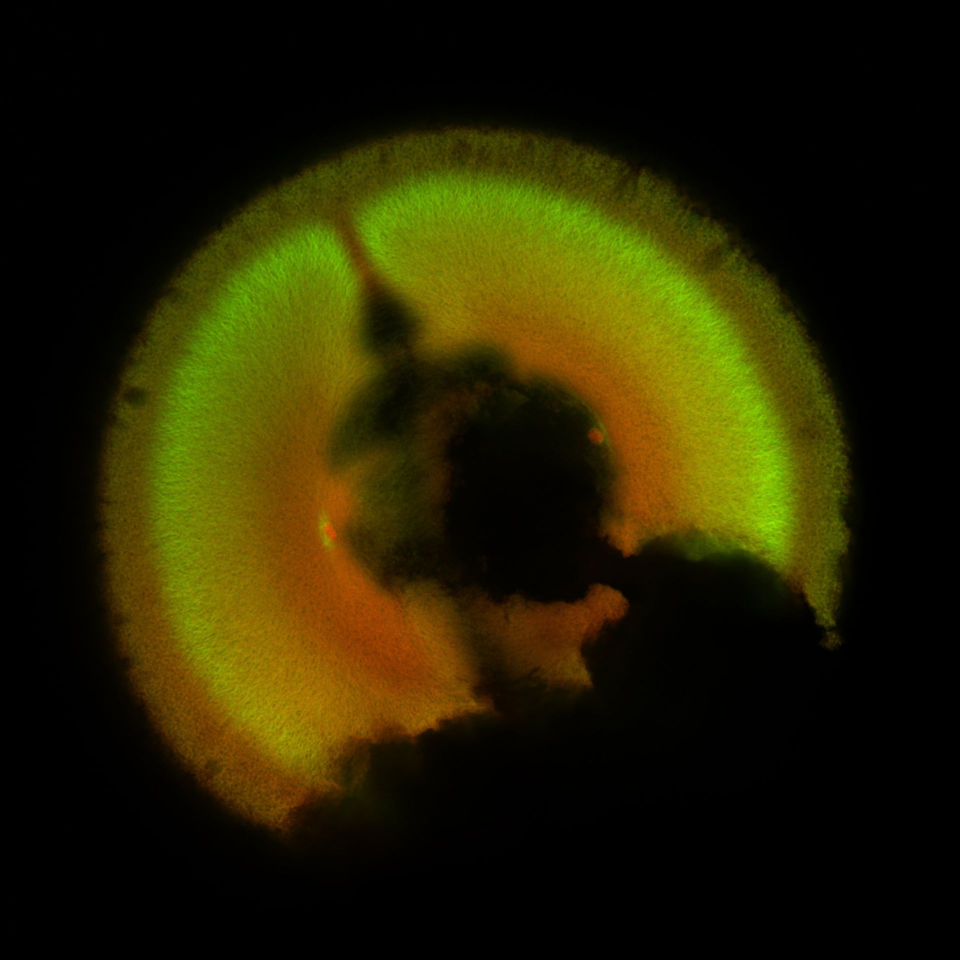 Xenopus laevis (DNA) - CIL:36585