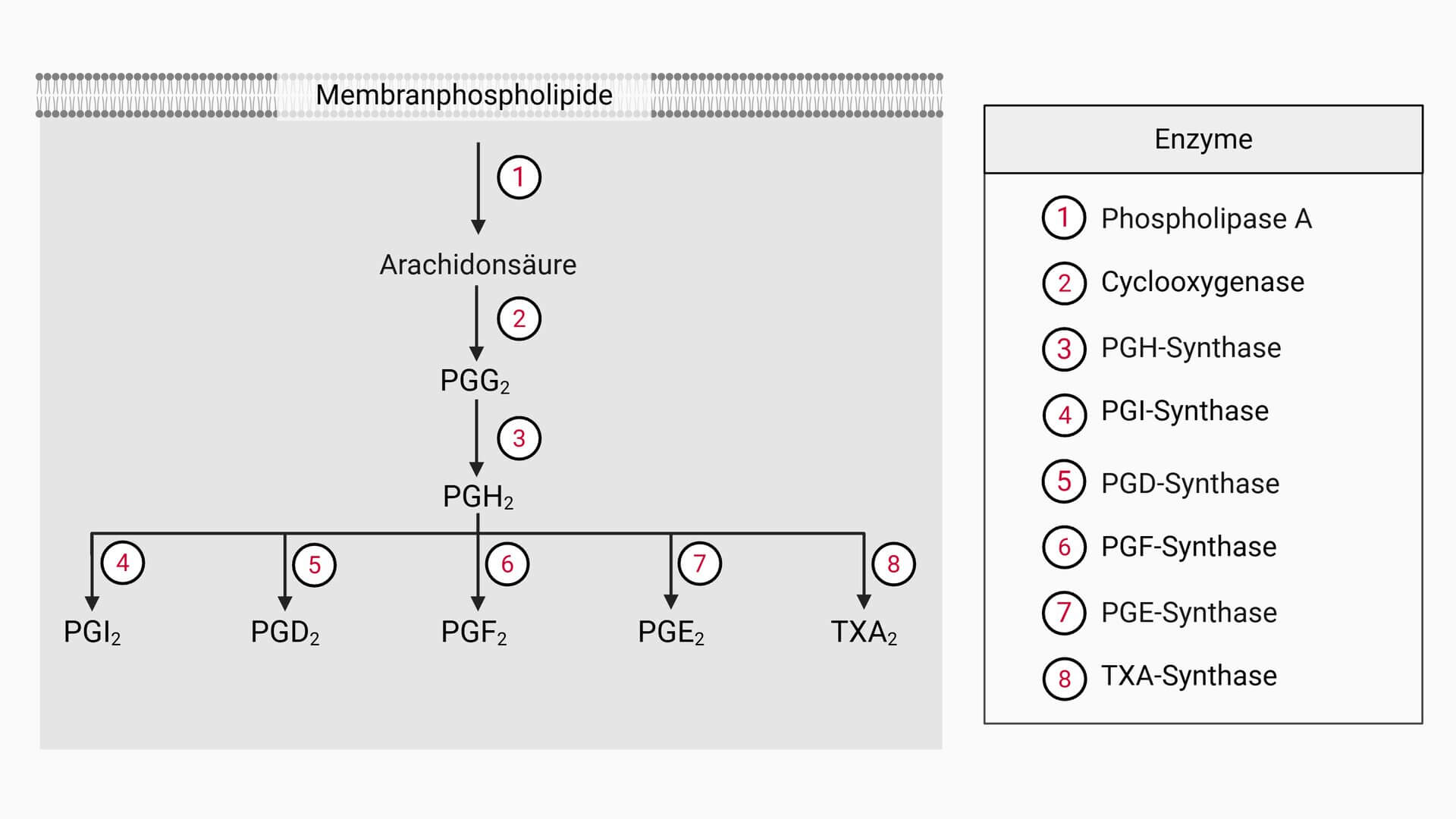 Prostaglandinsynthese