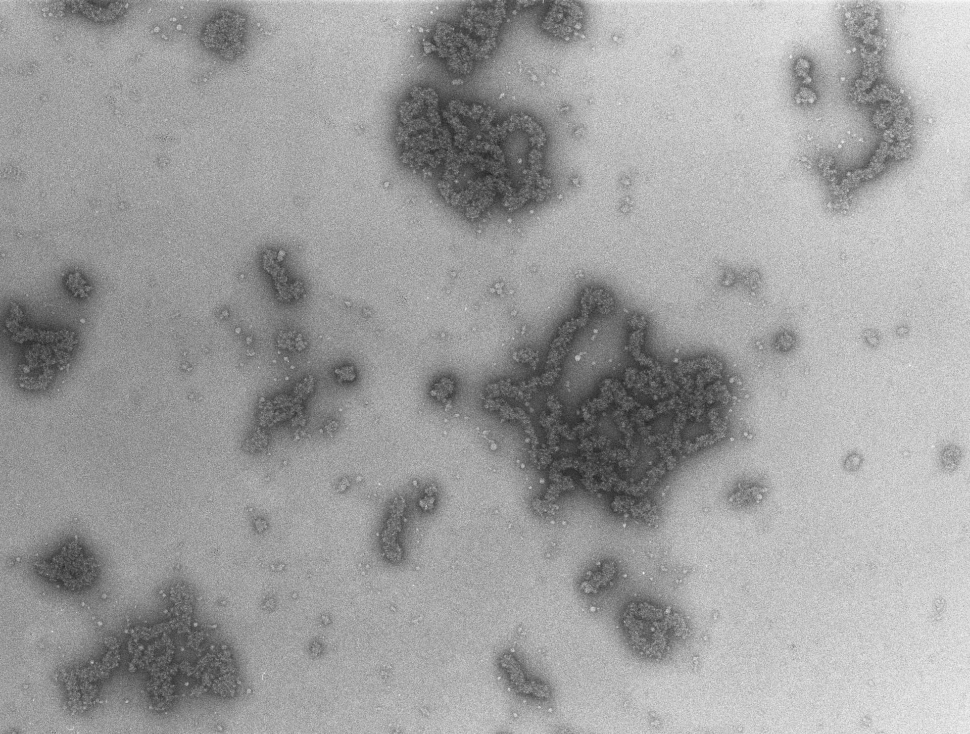 Necturus maculosus (Nucleate erythrocyte) - CIL:748