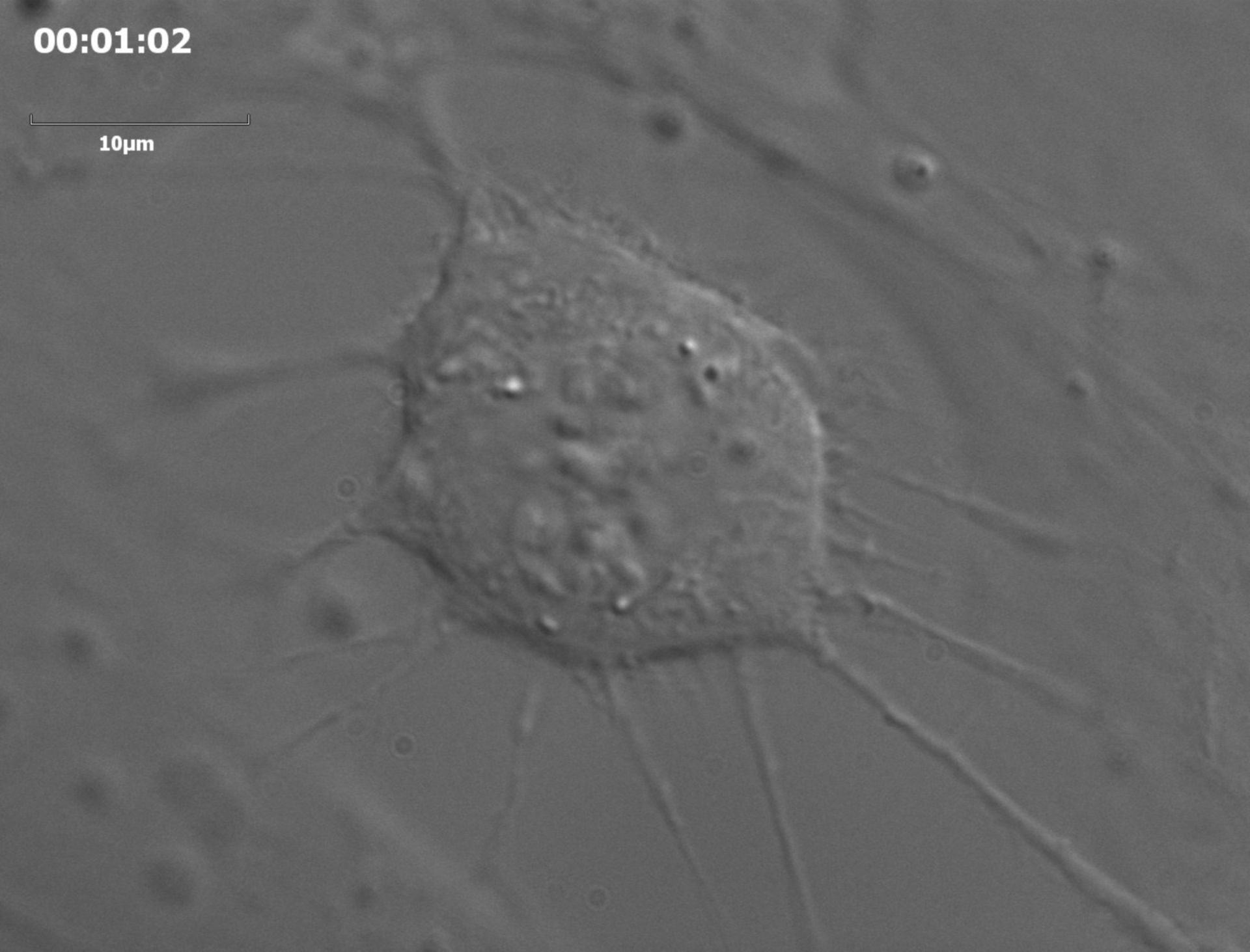 Homo sapiens (Retinal pigment epithelium) - CIL:34848