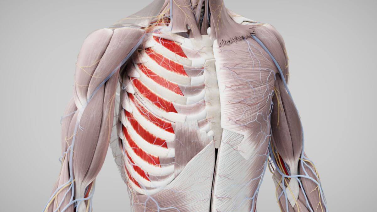 Musculi intercostales externi