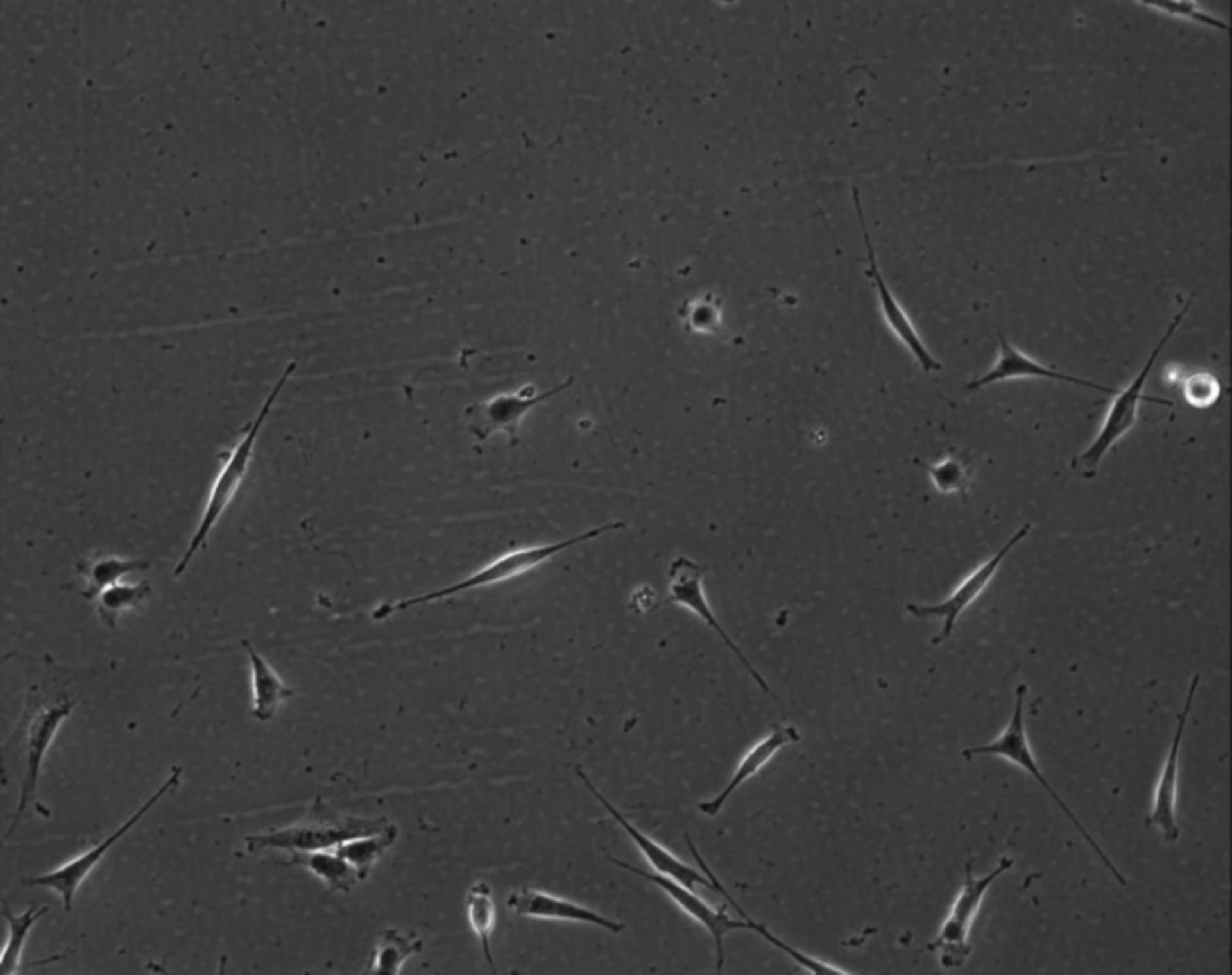 Mus musculus (Extracellular matrix part) - CIL:8969