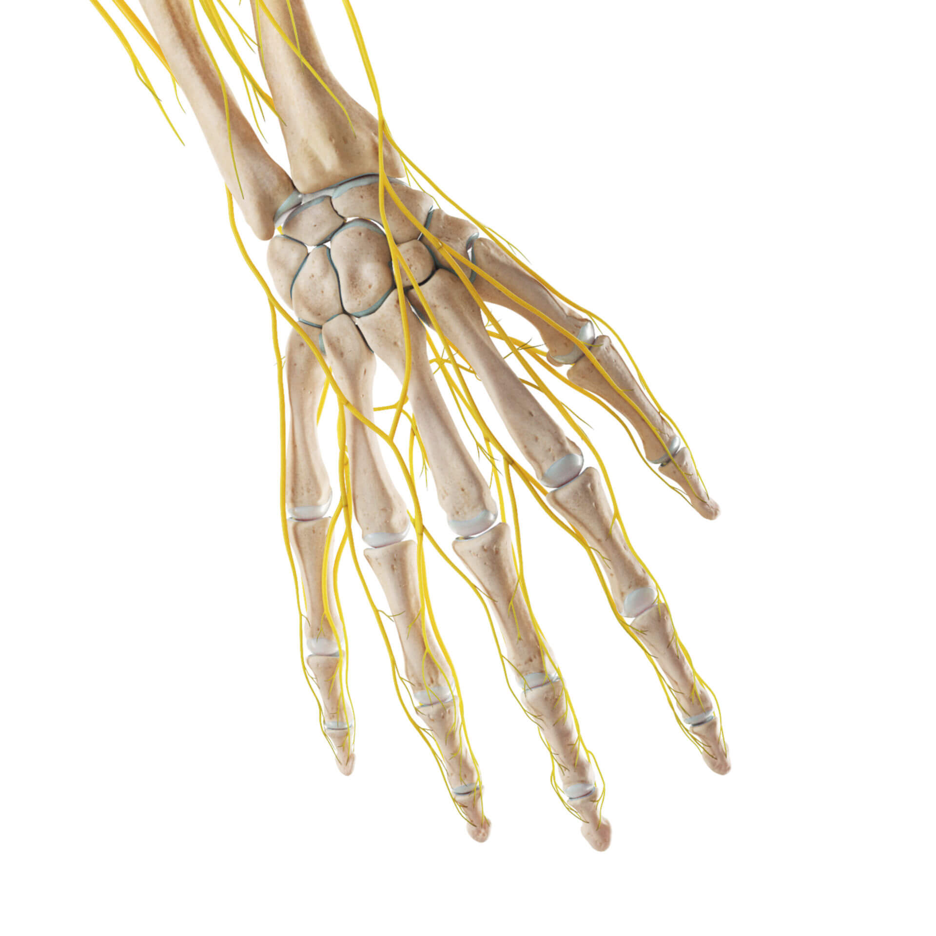 Skelett und Nerven der Hand (dorsal)