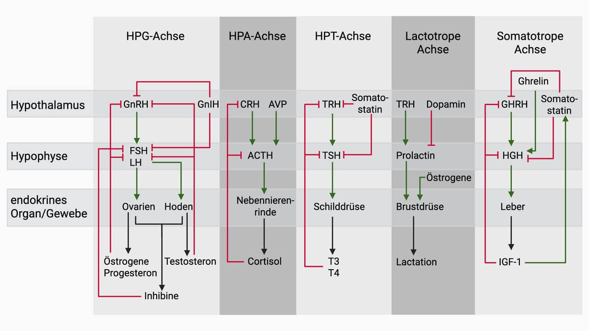 Hypothalamus-Hypophysen-Achse