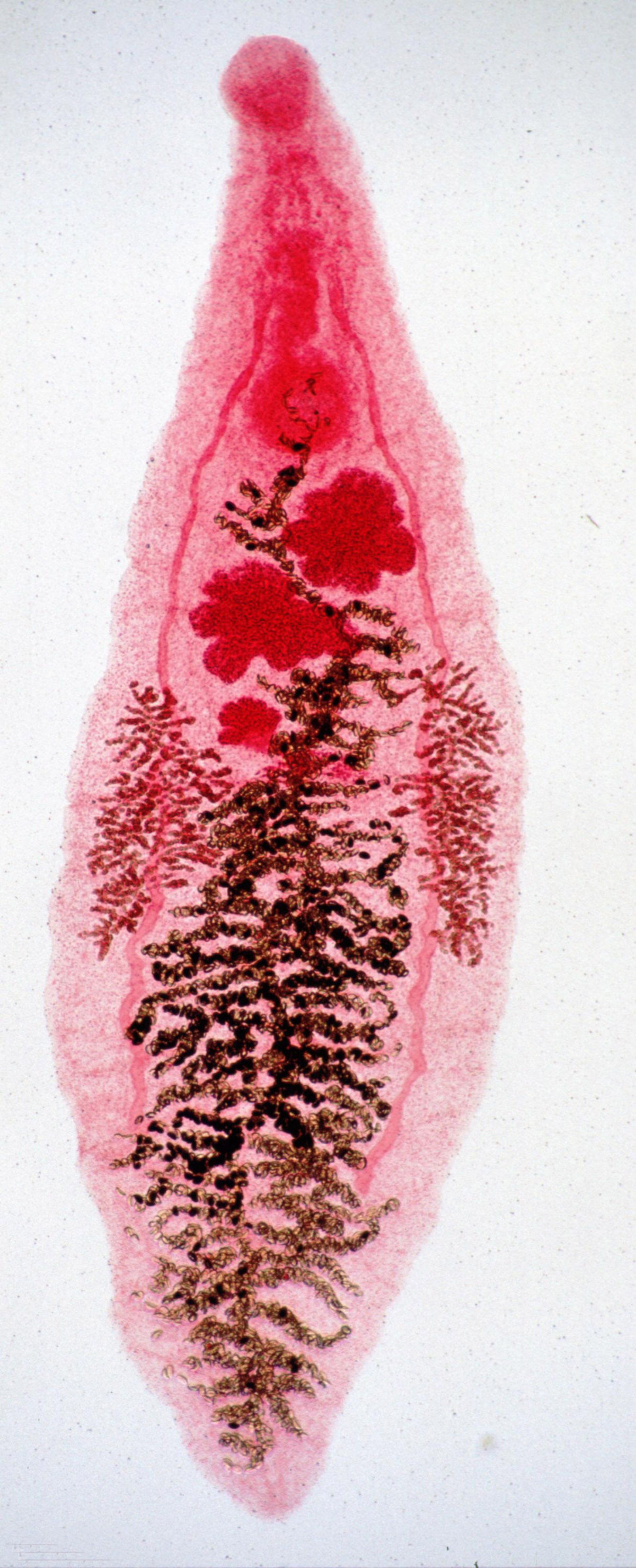 Dicrocoelium-adult