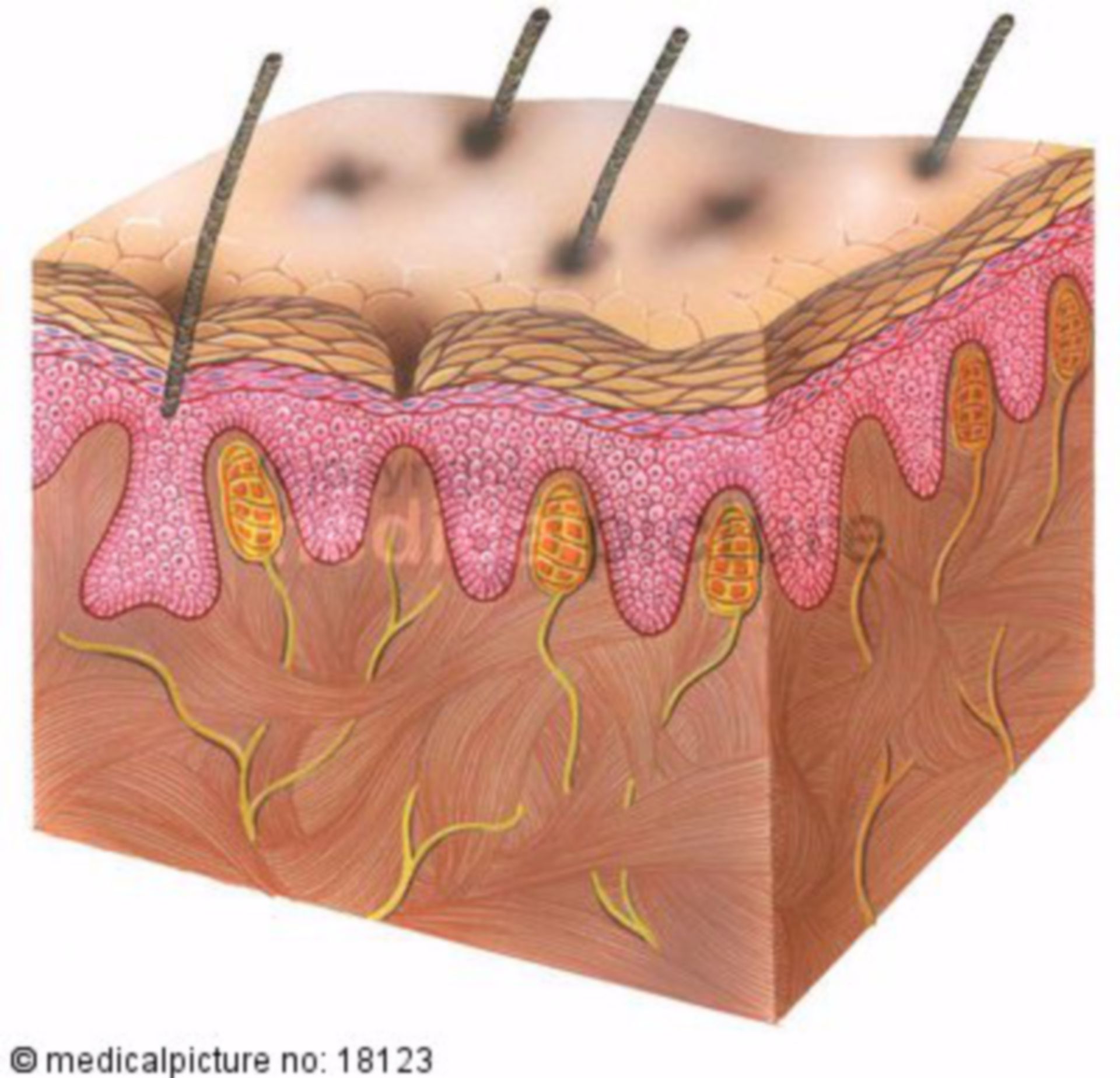 Skin with pressure sensors (tactile corpuscles)