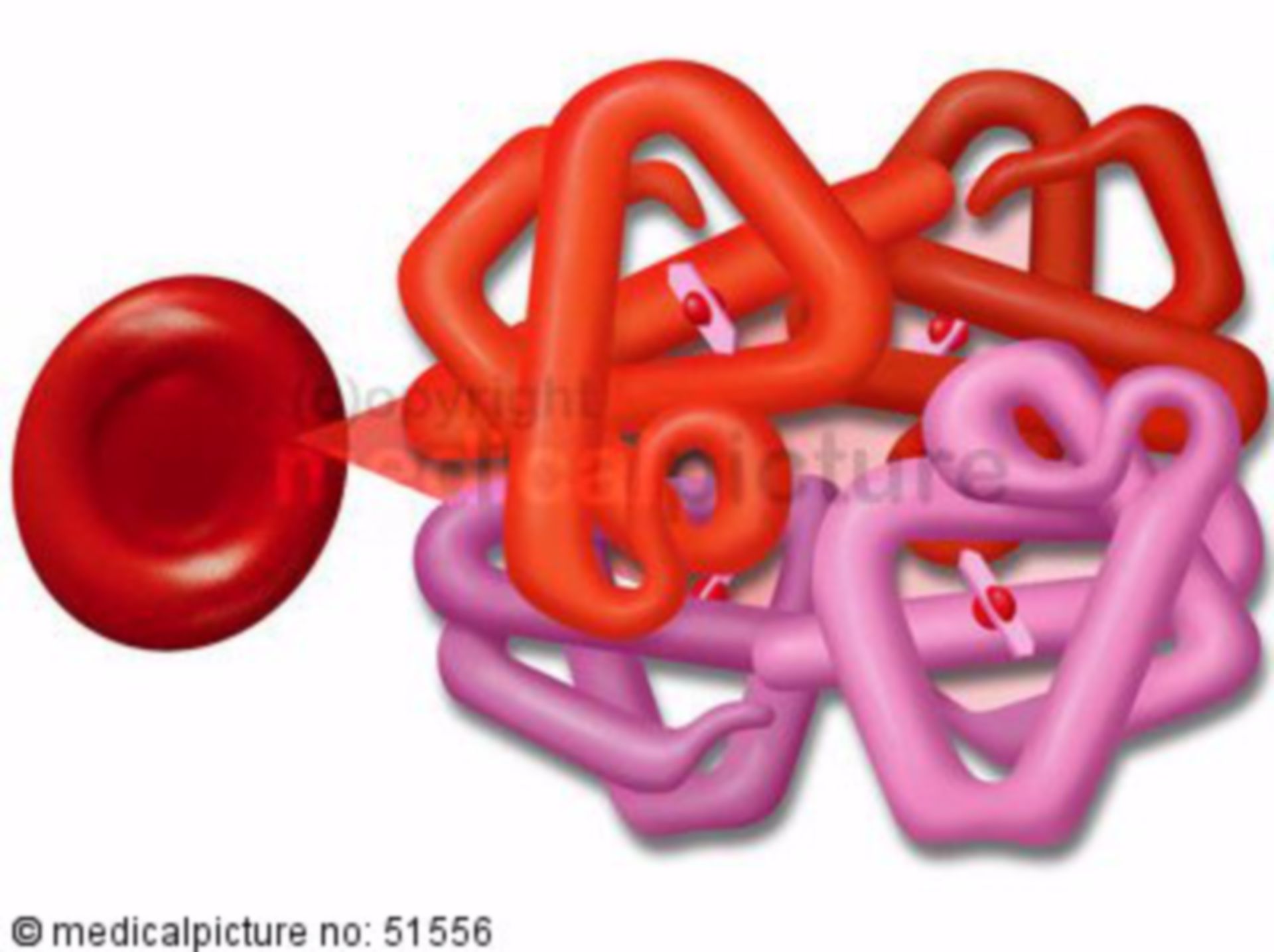  Rote Blutzelle mit Hämoglobin-Molekül 