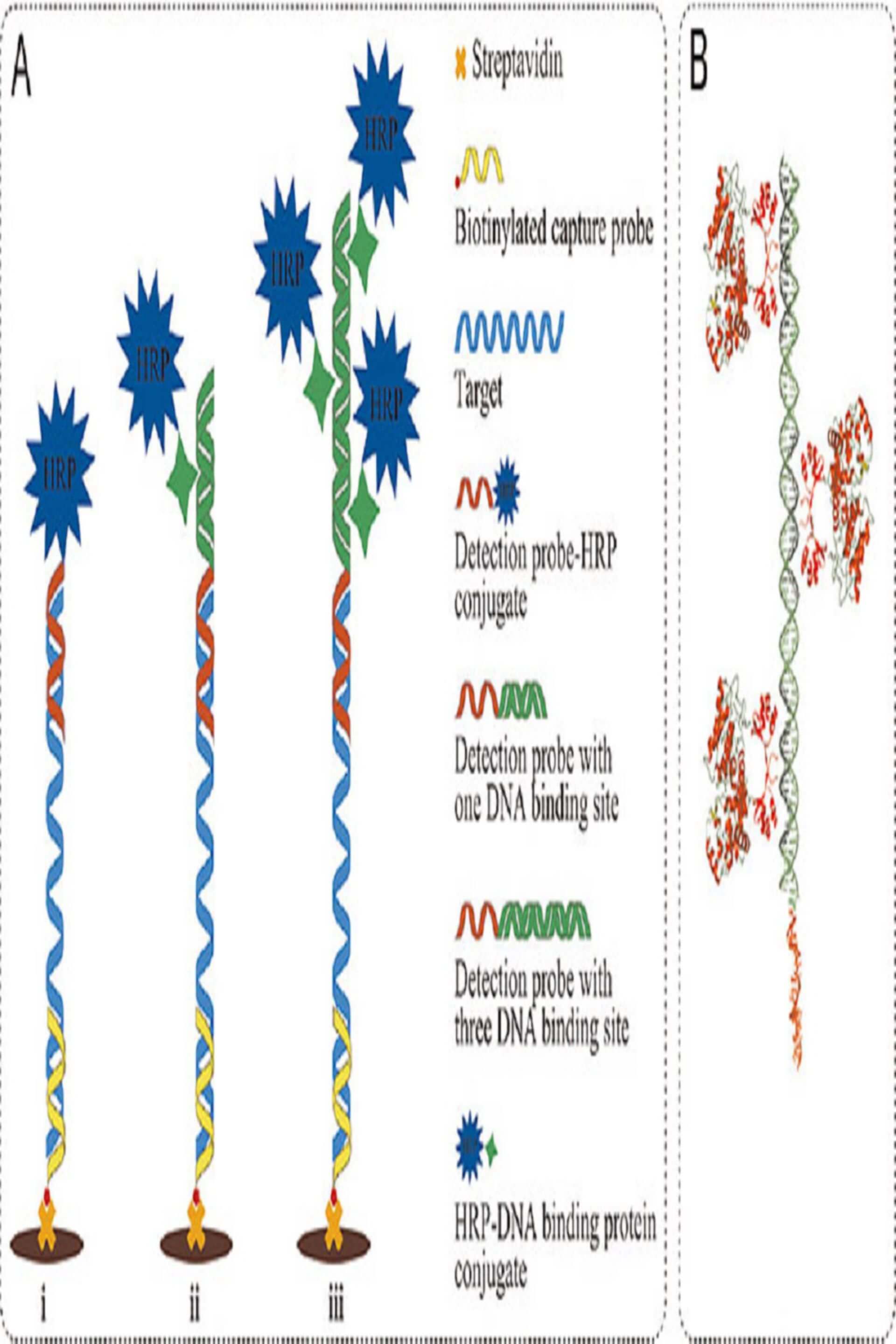 Enzyme Labeling of Antibodies