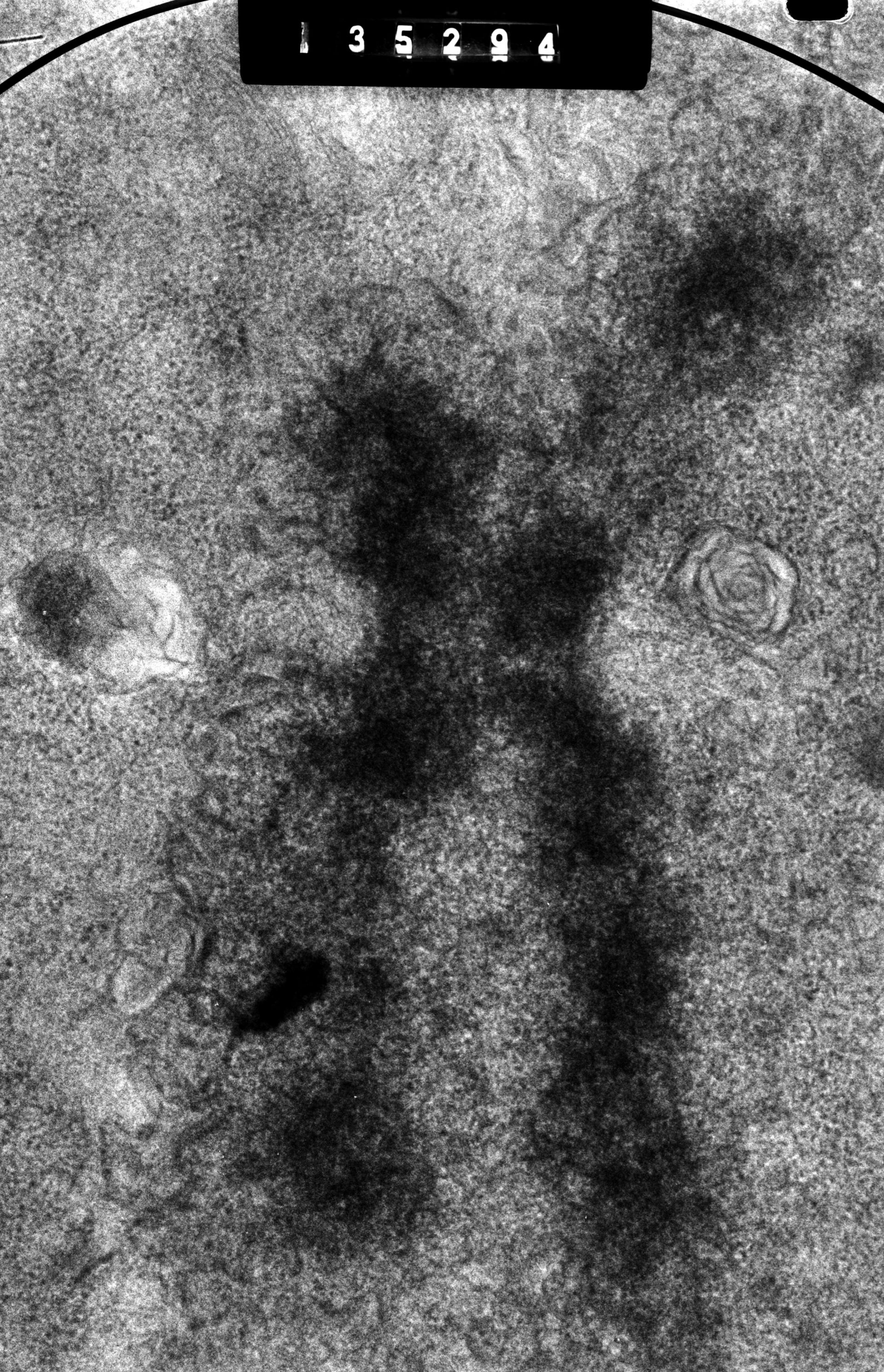 Cricetulus griseus (Kinetochore) - CIL:41578