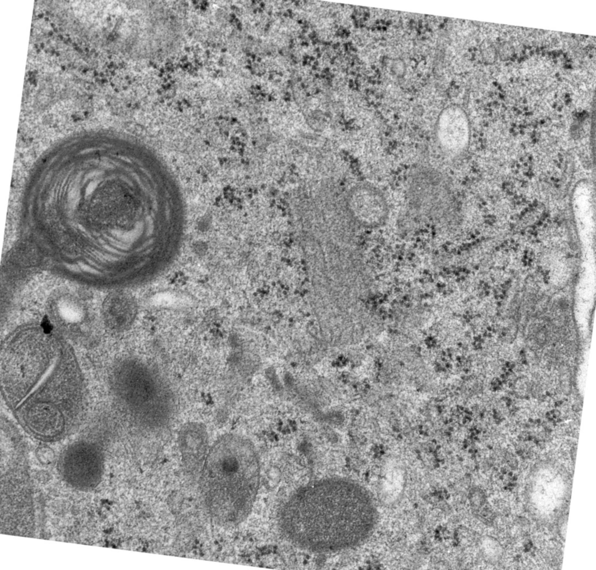 Rattus norvegicus (Golgi cisterna) - CIL:24493