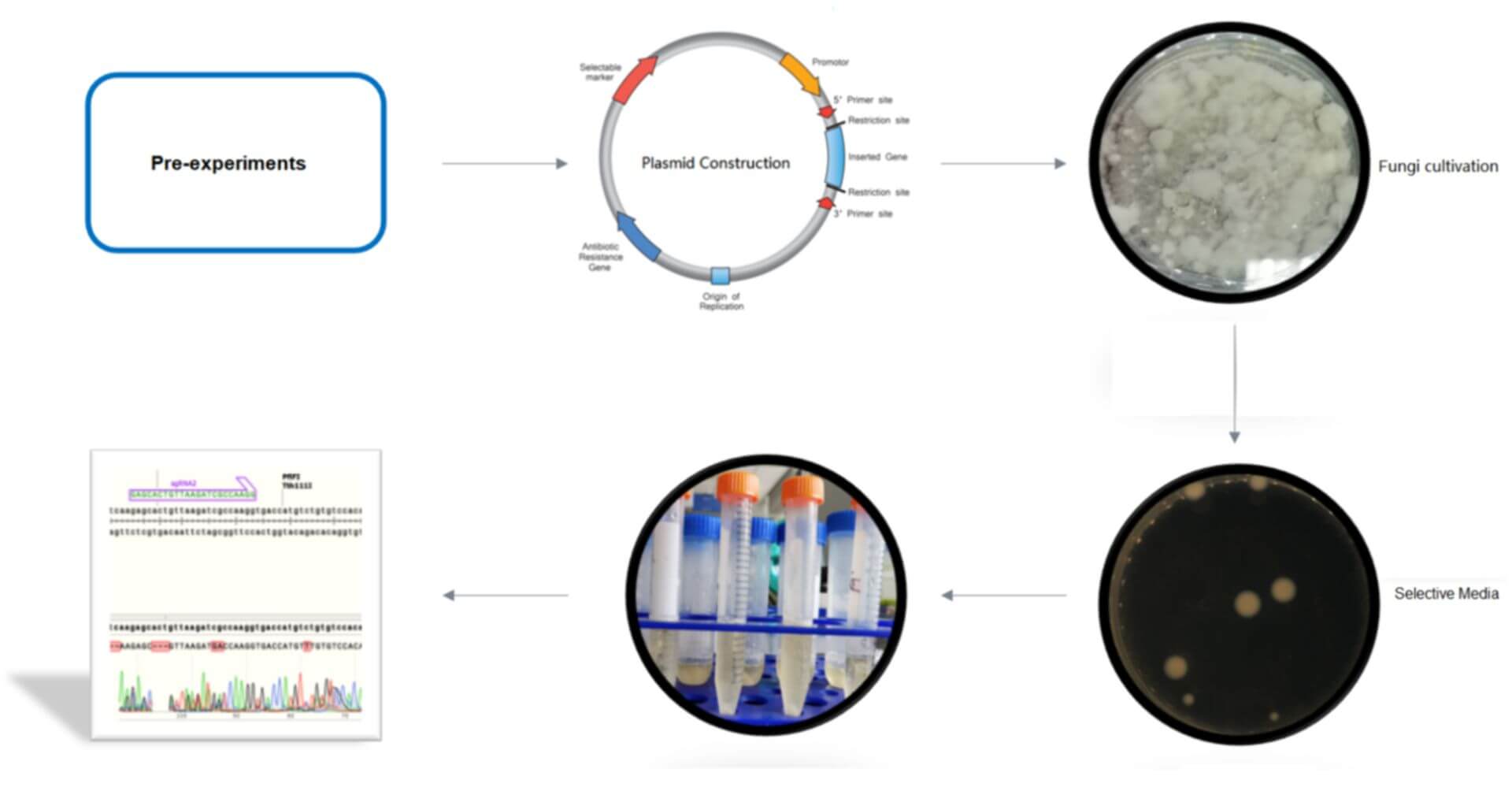 Fungal Genome Editing