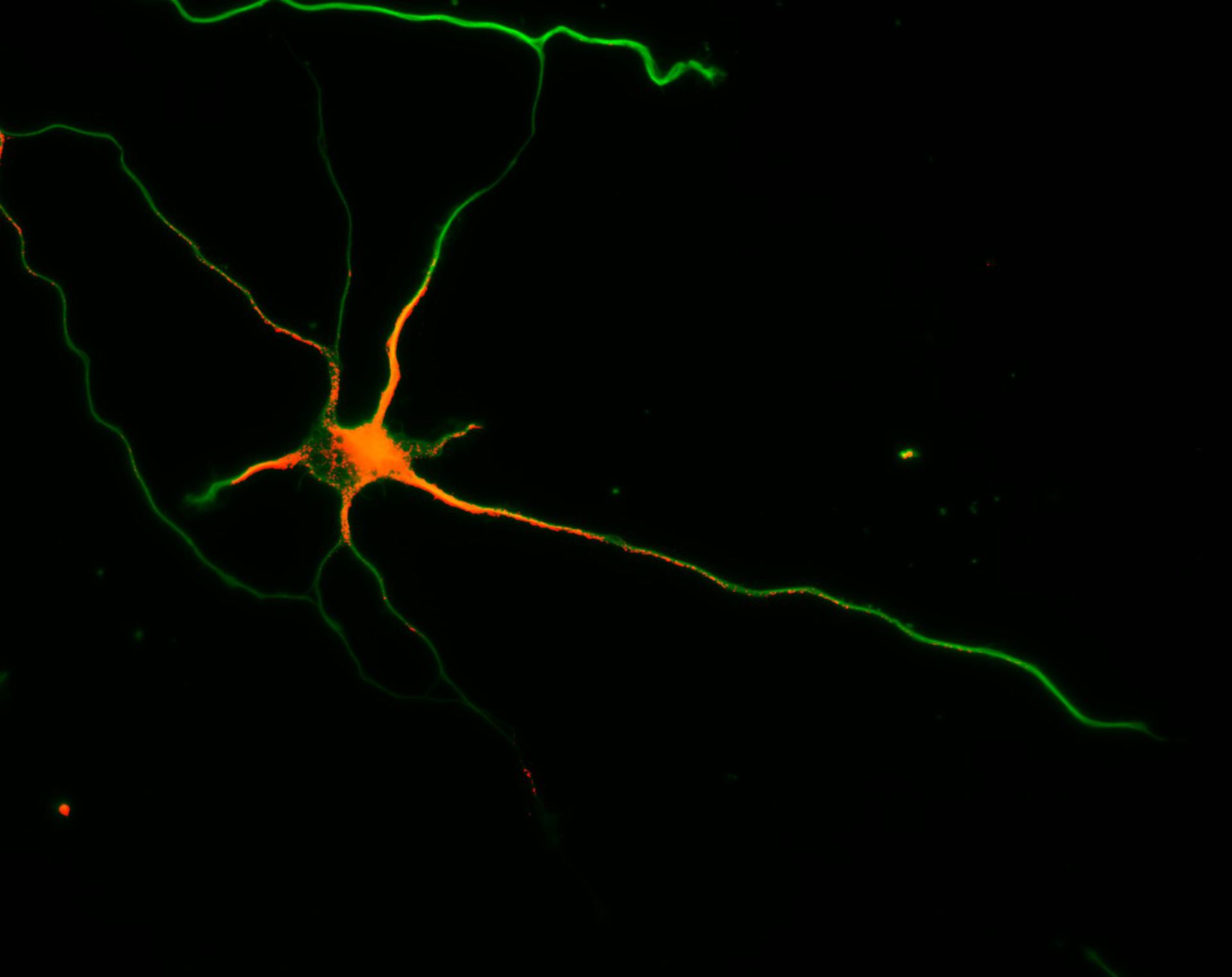 Rattus (Dendrite) - CIL:8258