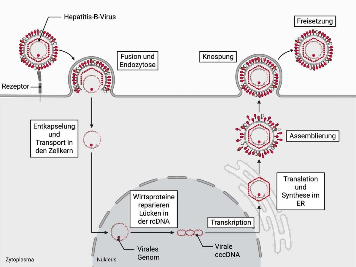 Replikationszyklus Hepatitis-B-Virus