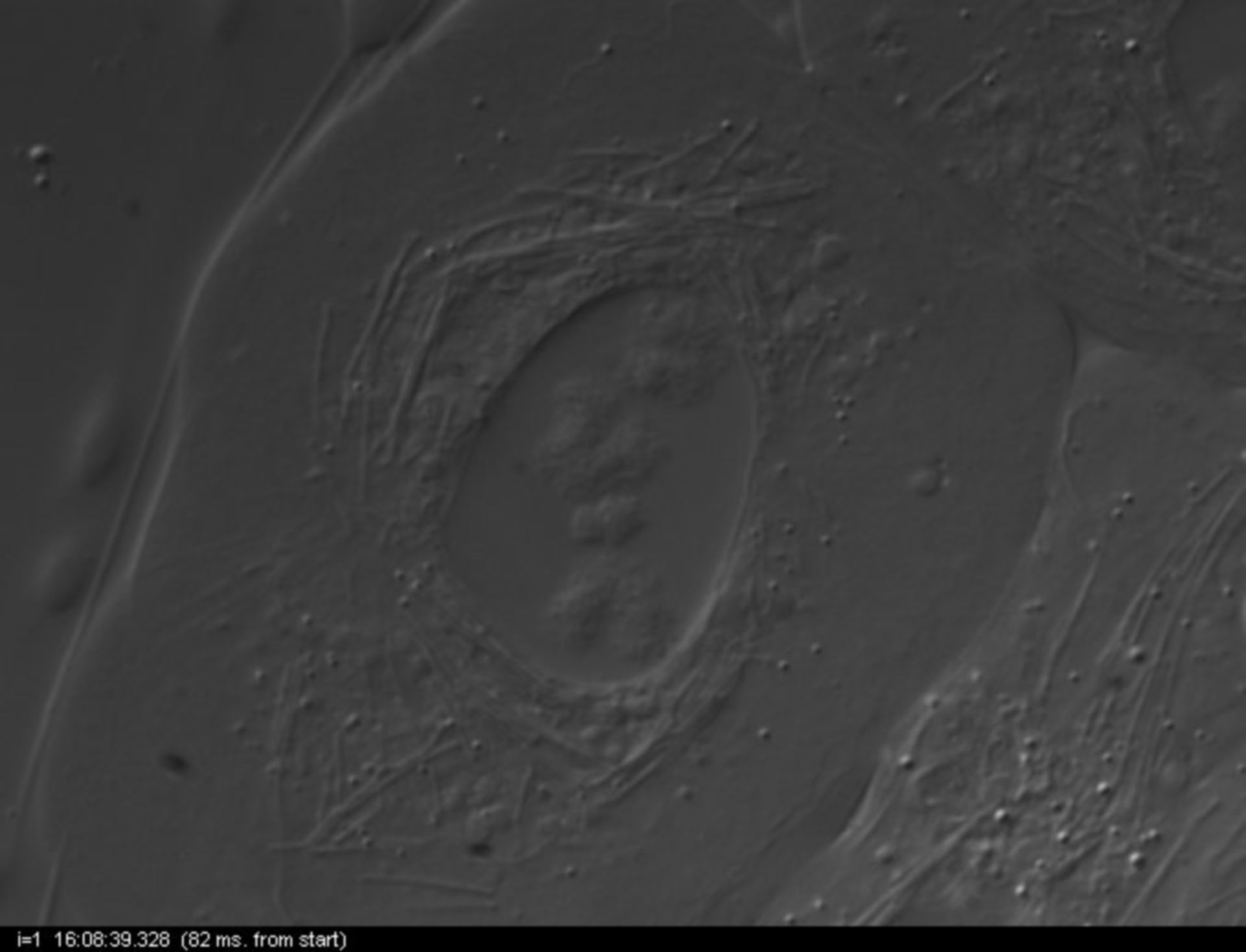 Nephrotoma suturalis (Nuclear chromosome) - CIL:12022