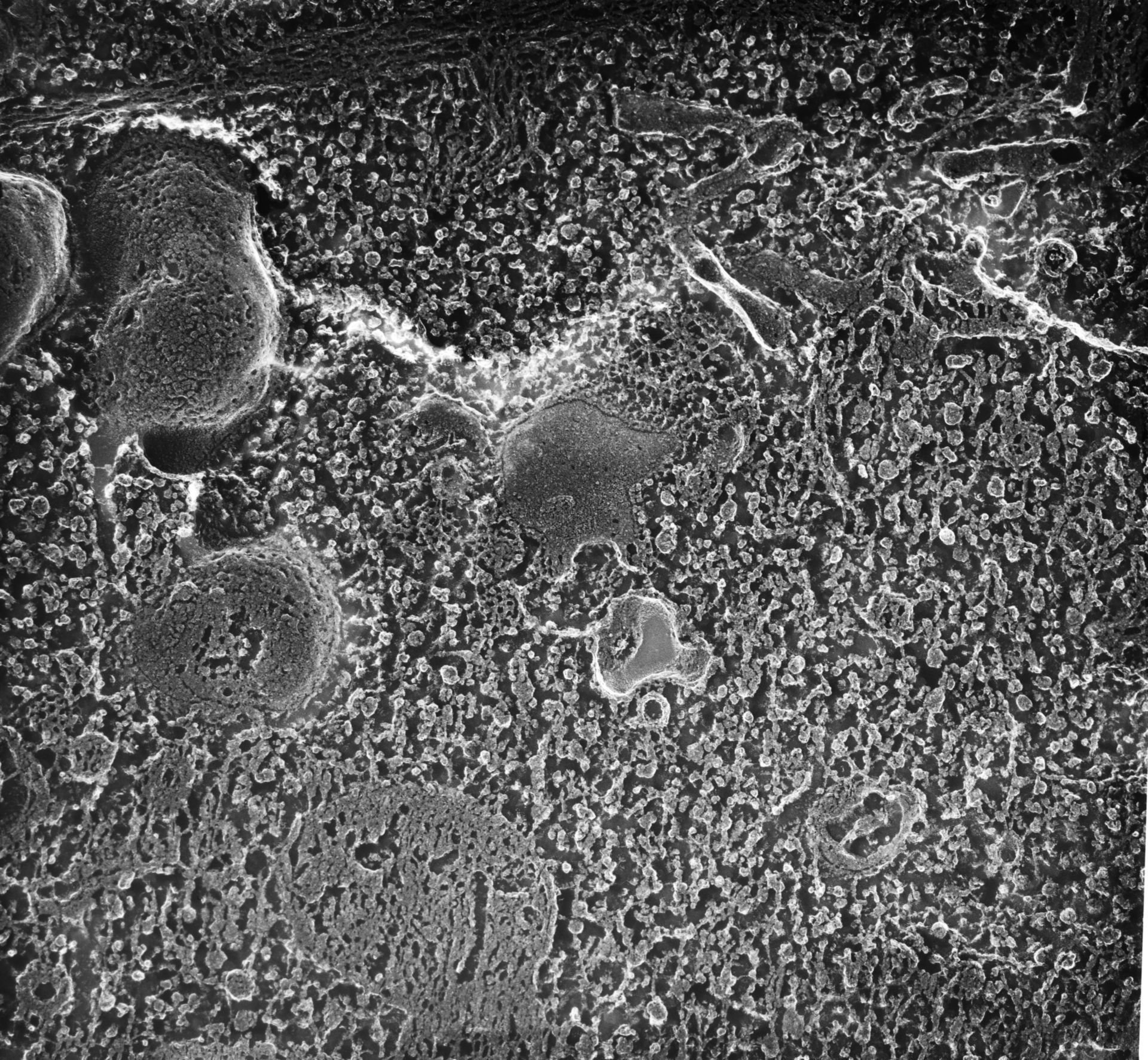 Paramecium multimicronucleatum (Microtubule basal body) - CIL:12639