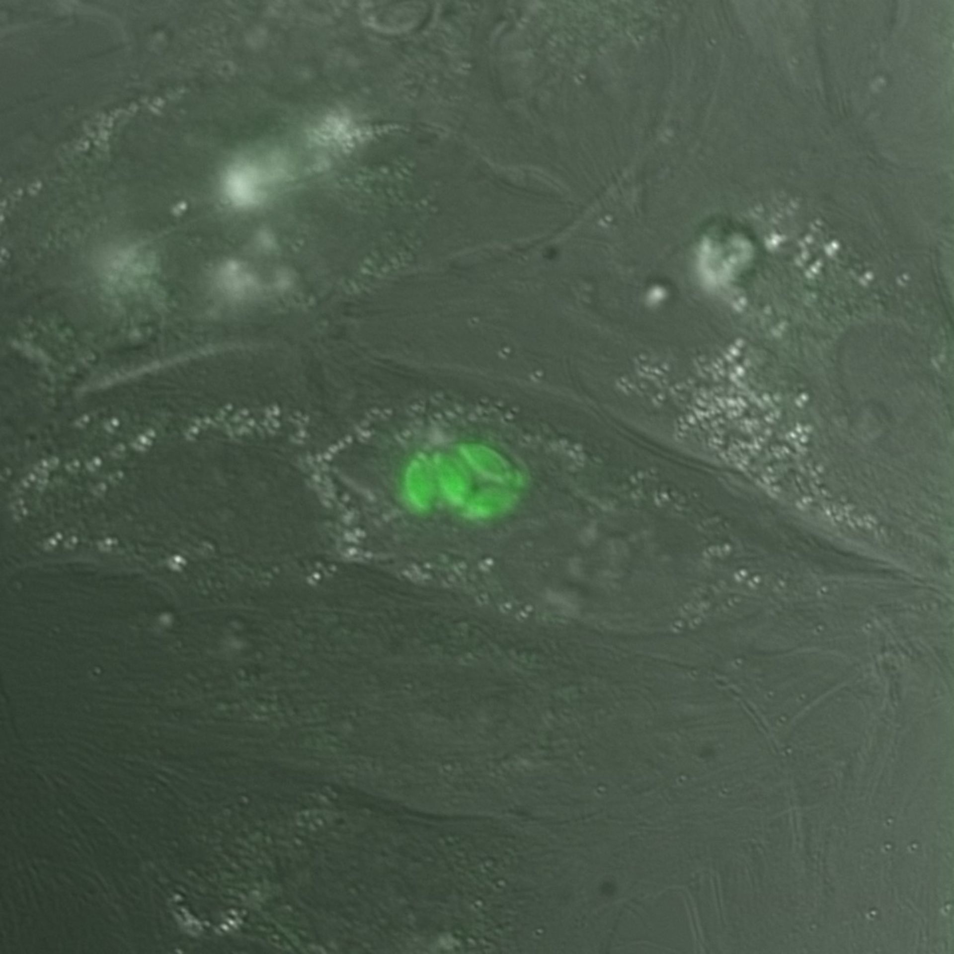 Toxoplasma gondii RH (Cortical microtubule) - CIL:10488