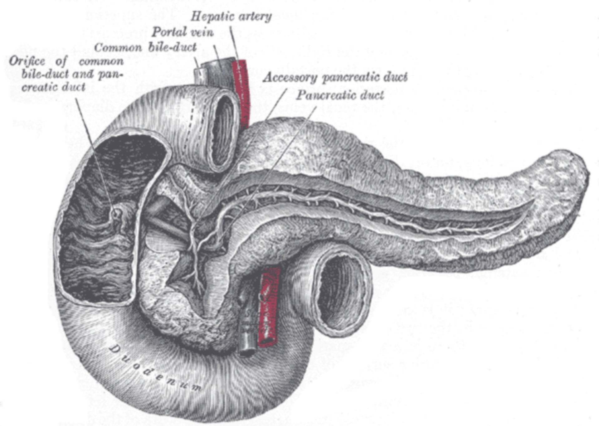 Gray 1100 Pancreatic duct