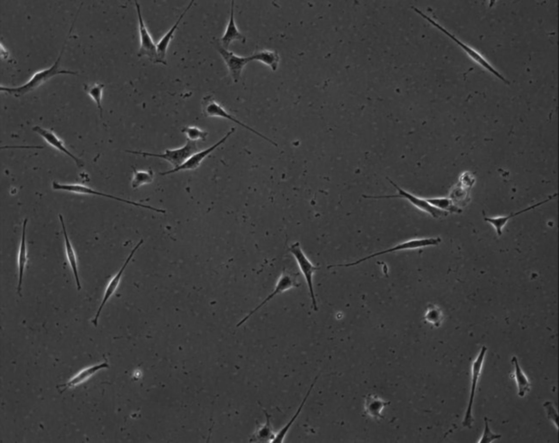 Mus musculus (Extracellular matrix part) - CIL:8899