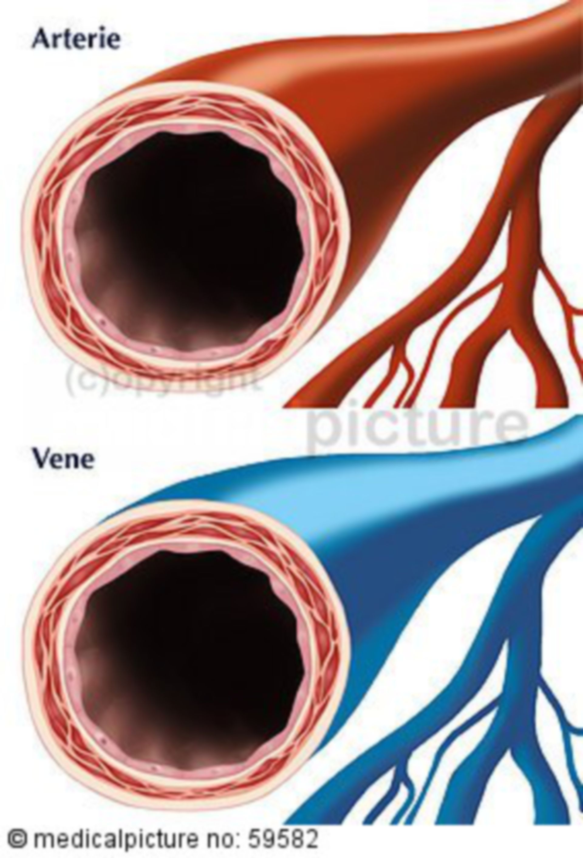  Arterie und Vene 
