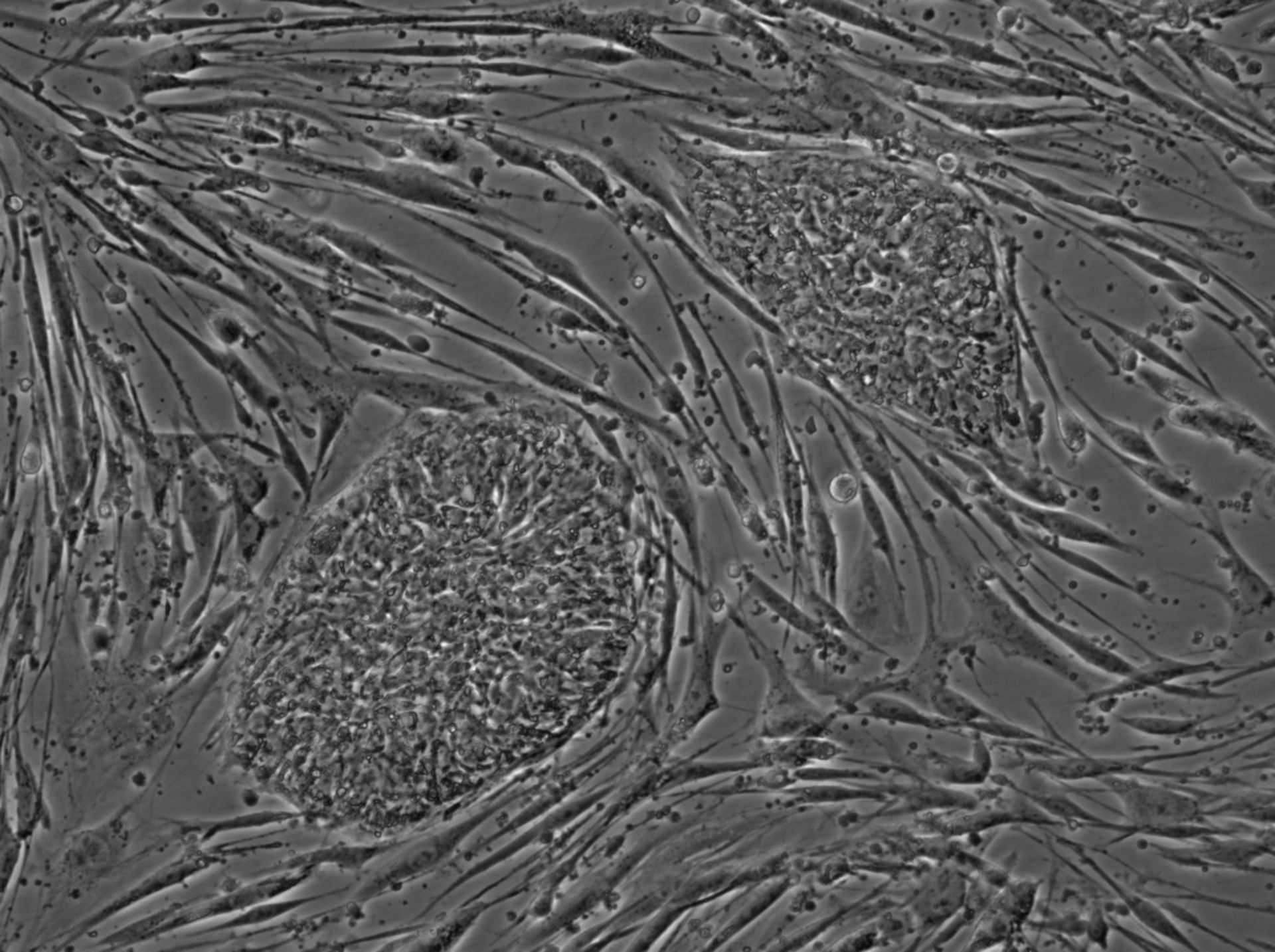 Mus musculus (Cell) - CIL:12625
