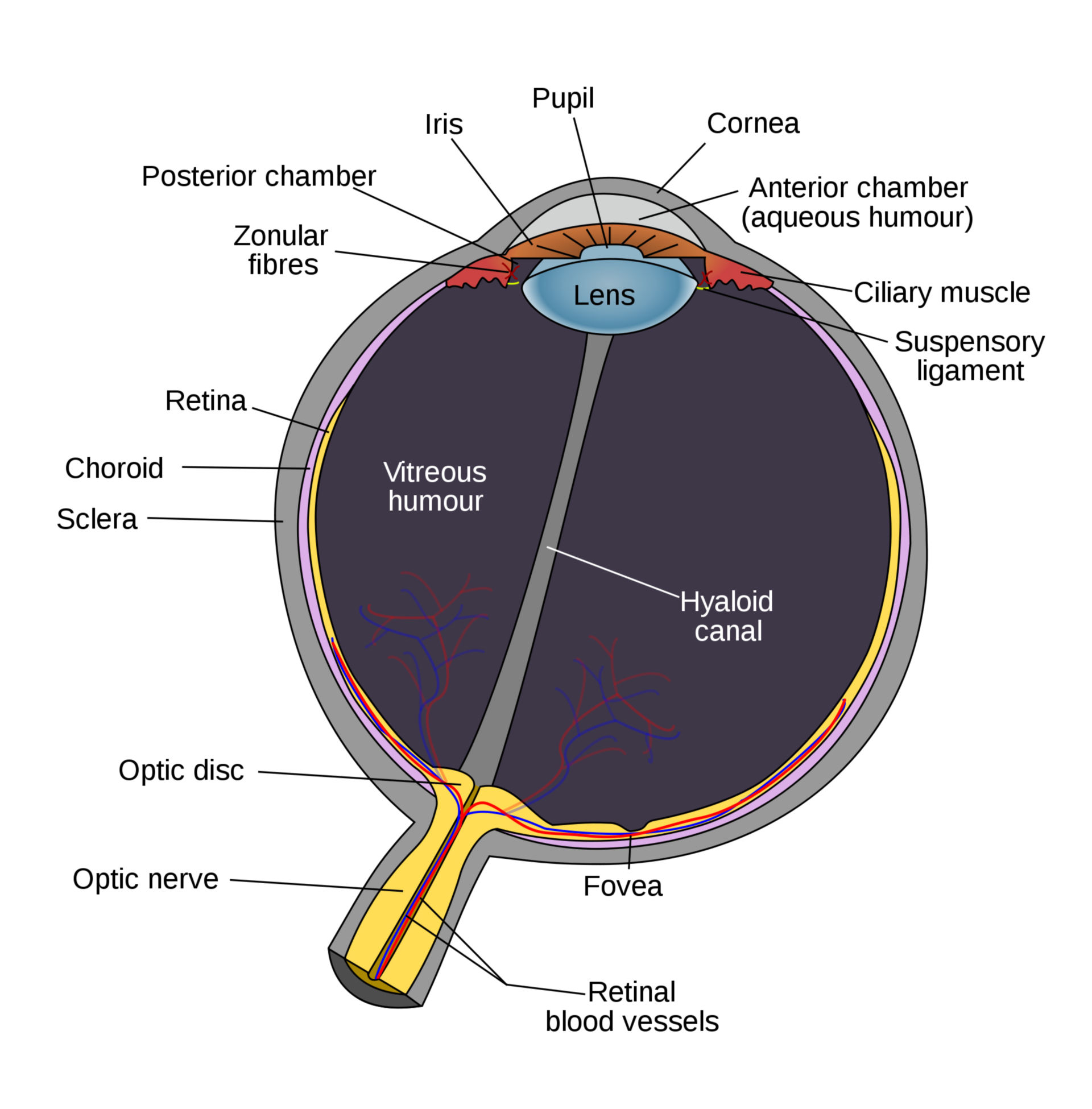 Schematic of the eye