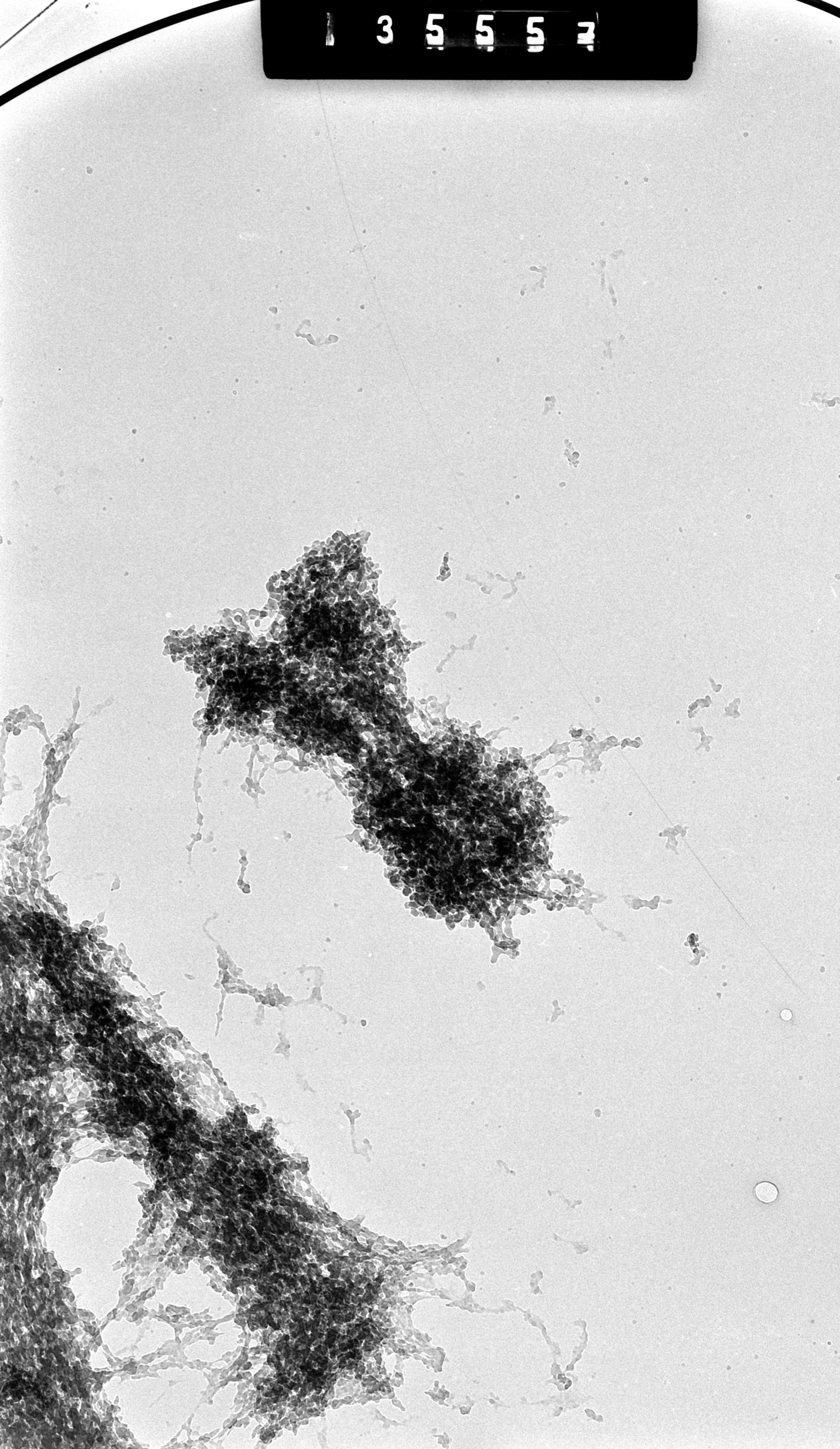 Cricetulus griseus (Nuclear chromosome) - CIL:41717