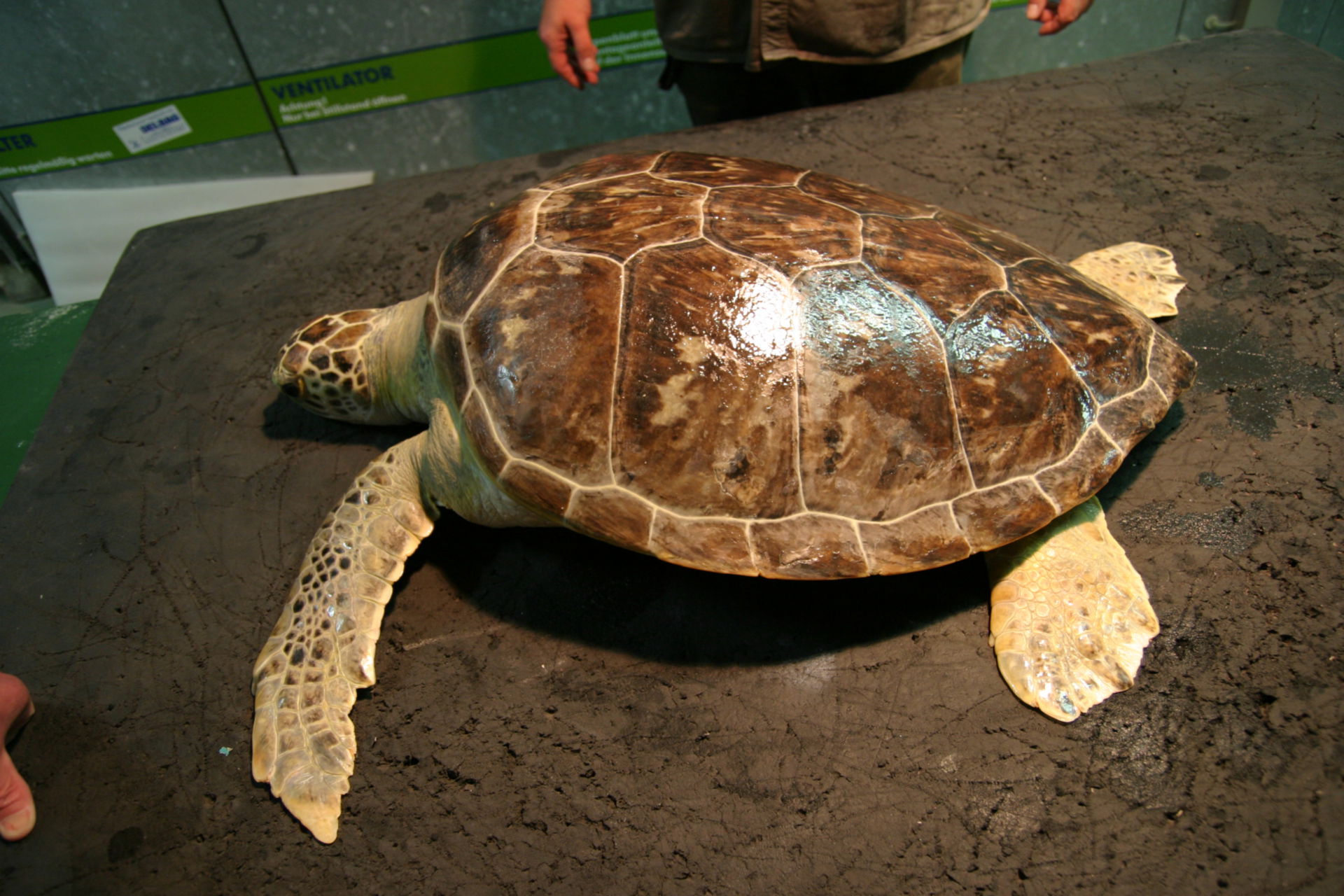 Medicina veterinaria: Chelonia tartaruga, Gdynia in Polonia