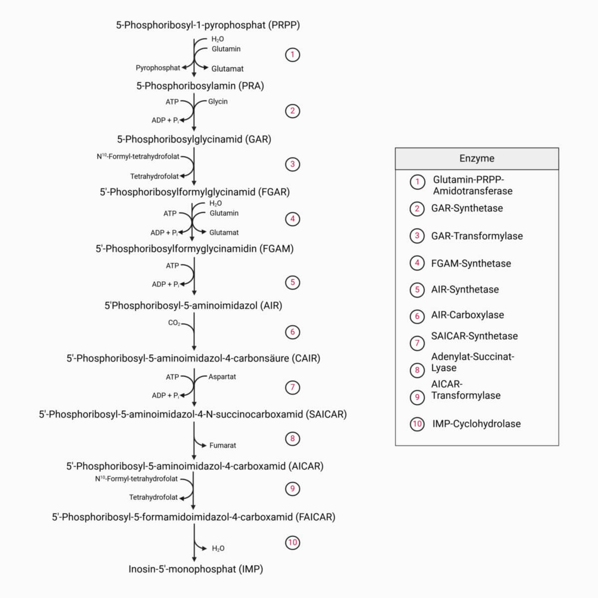 Purinbiosynthese