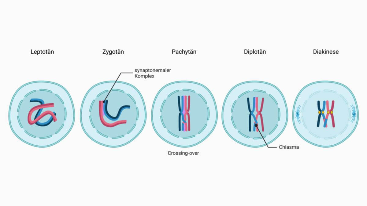 Stadien der meiotischen Prophase I