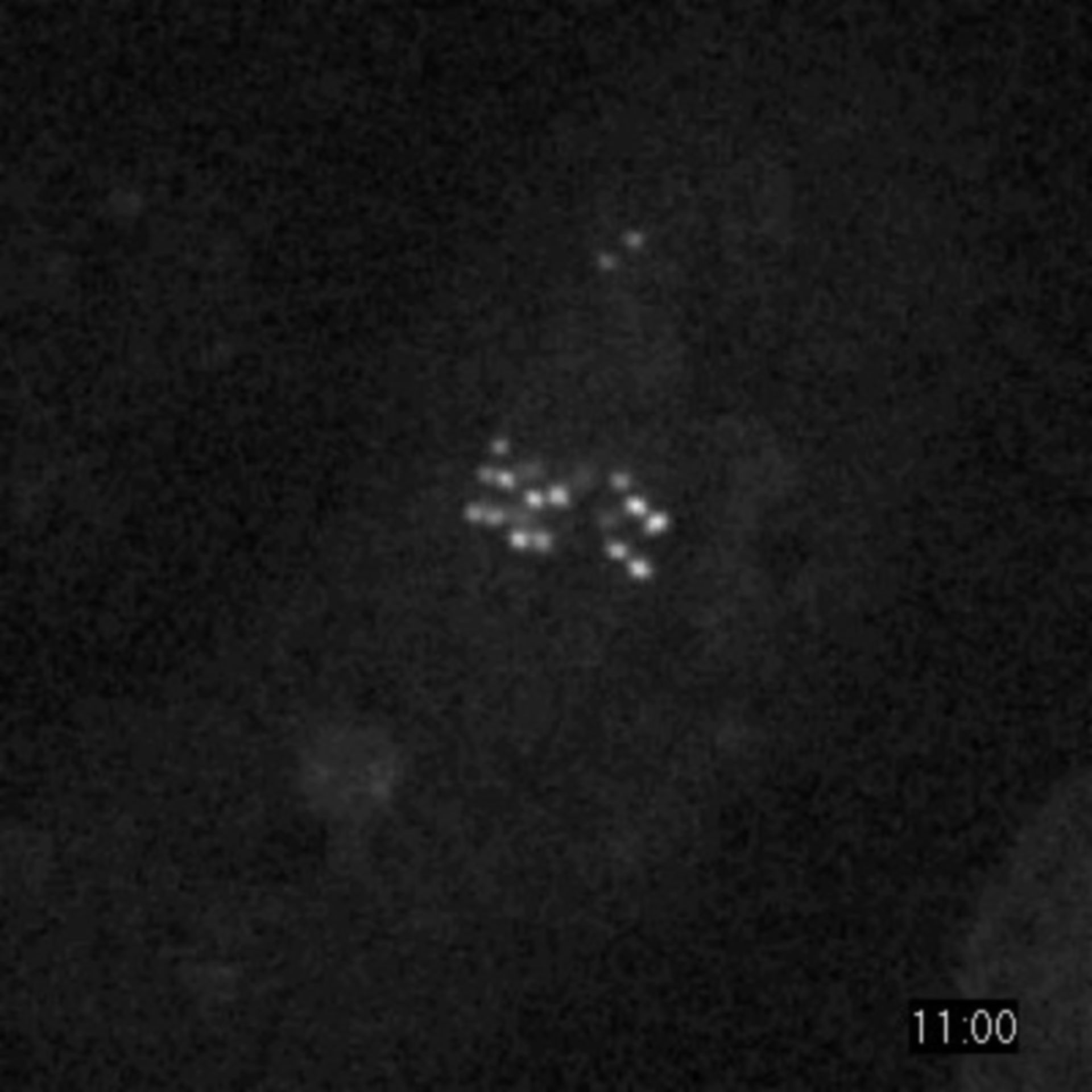 Drosophila melanogaster (Spindle) - CIL:25307