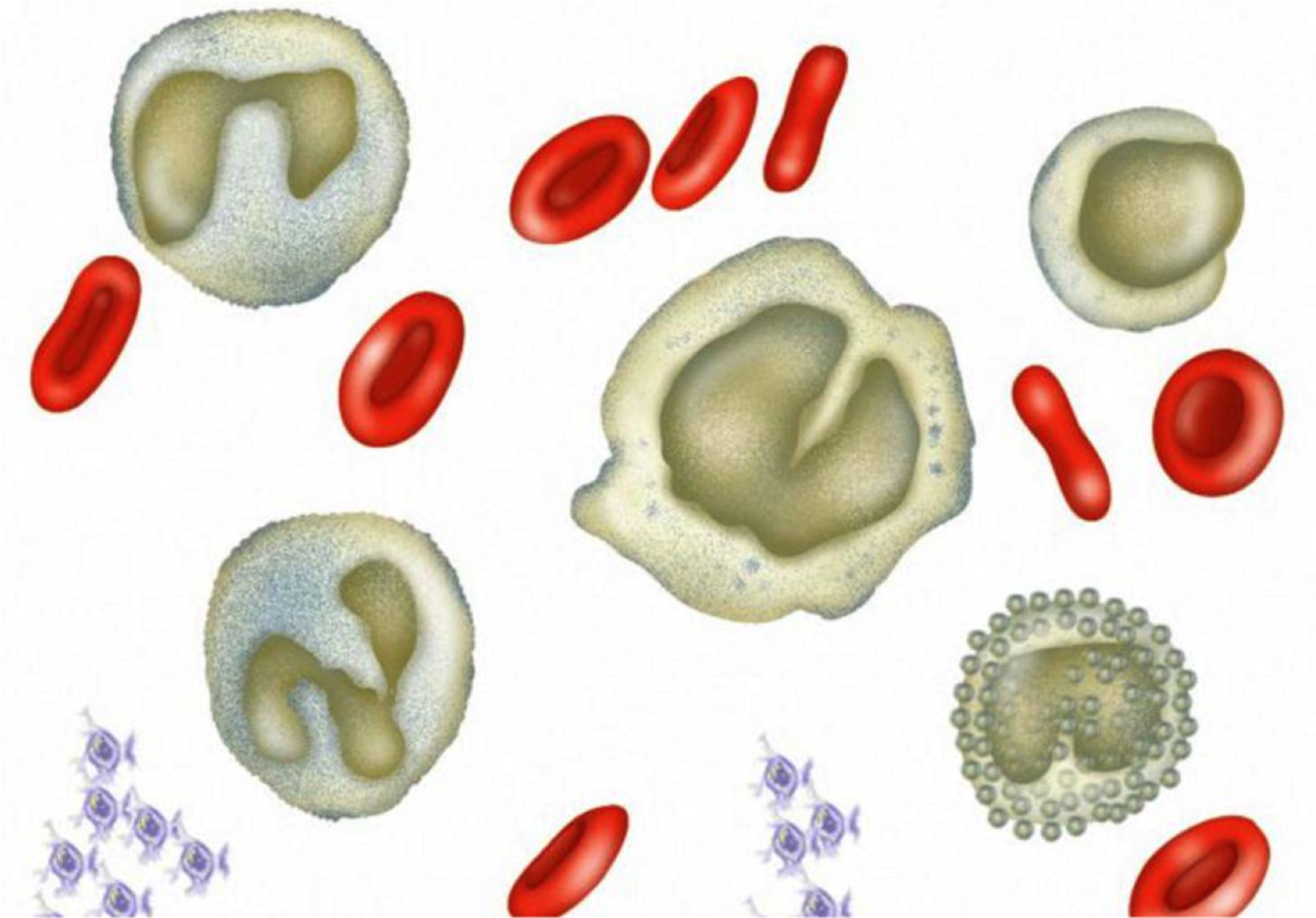 Blut: Blutzellen