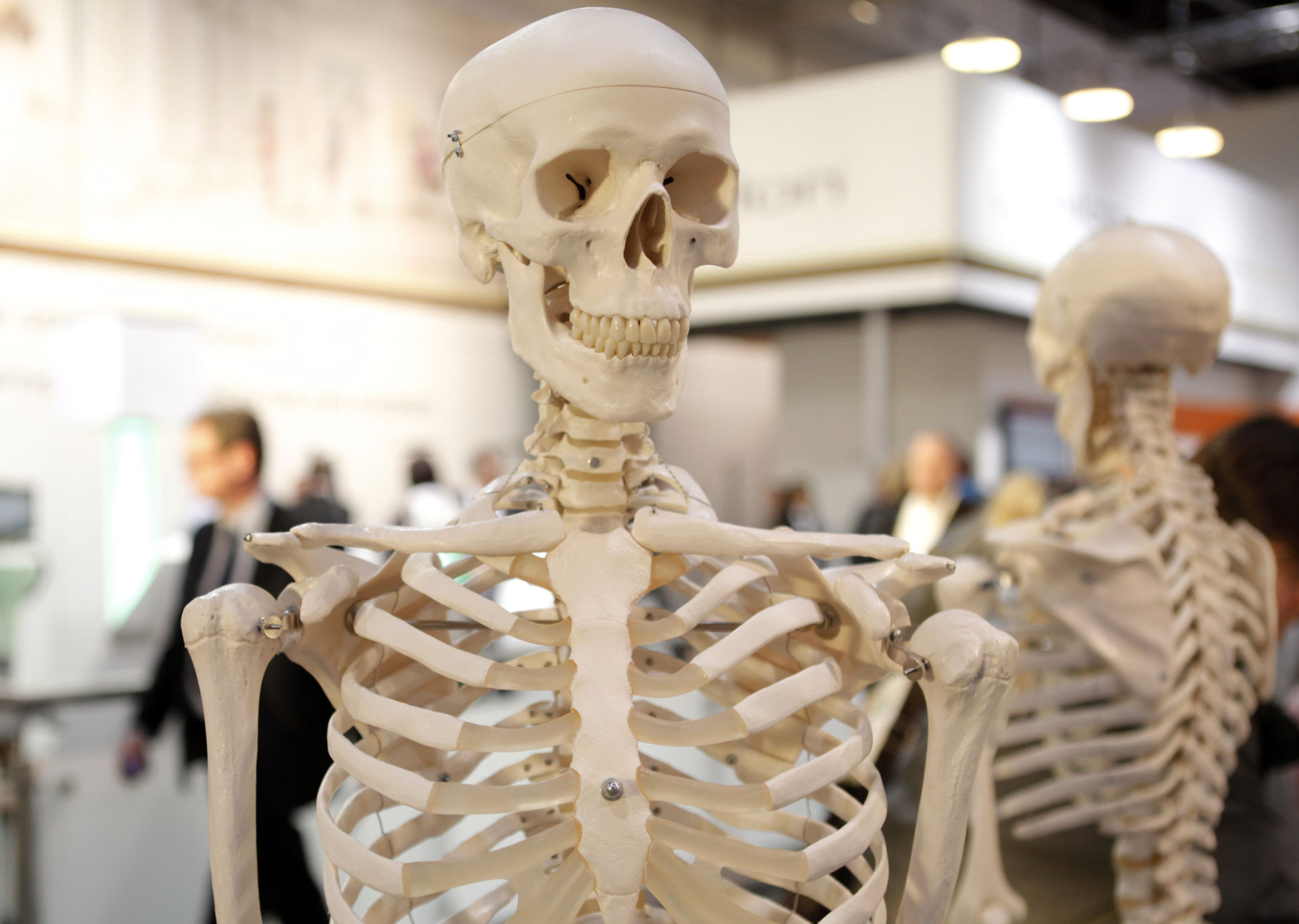Skeleton (anatomical model)