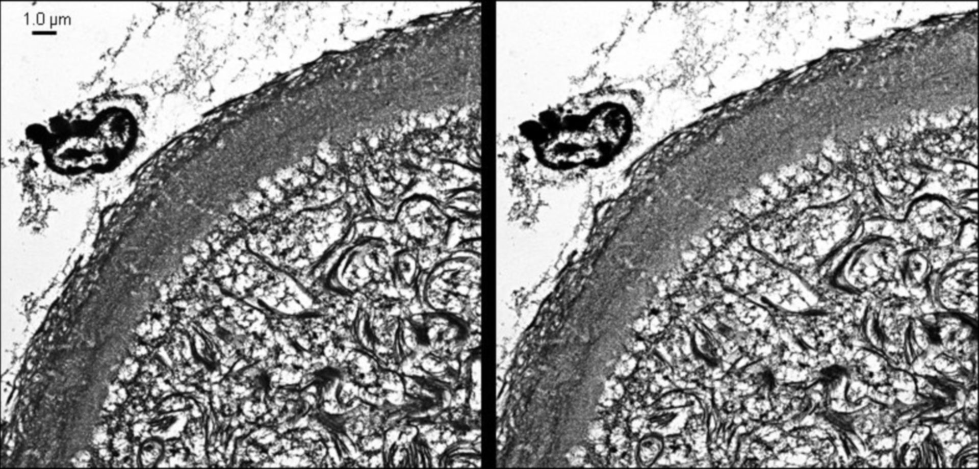 Mesocricetus auratus (Intermediate filament cytoskeleton) - CIL:40672