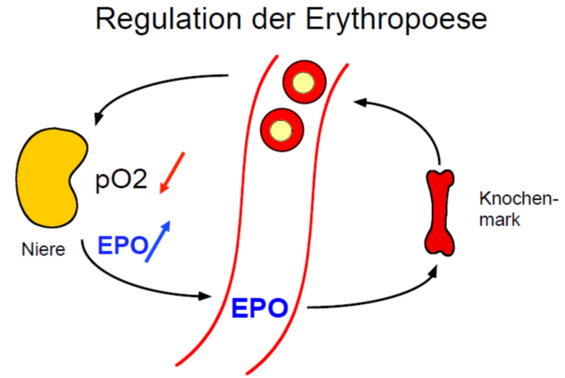 Regulation der Erythropoese