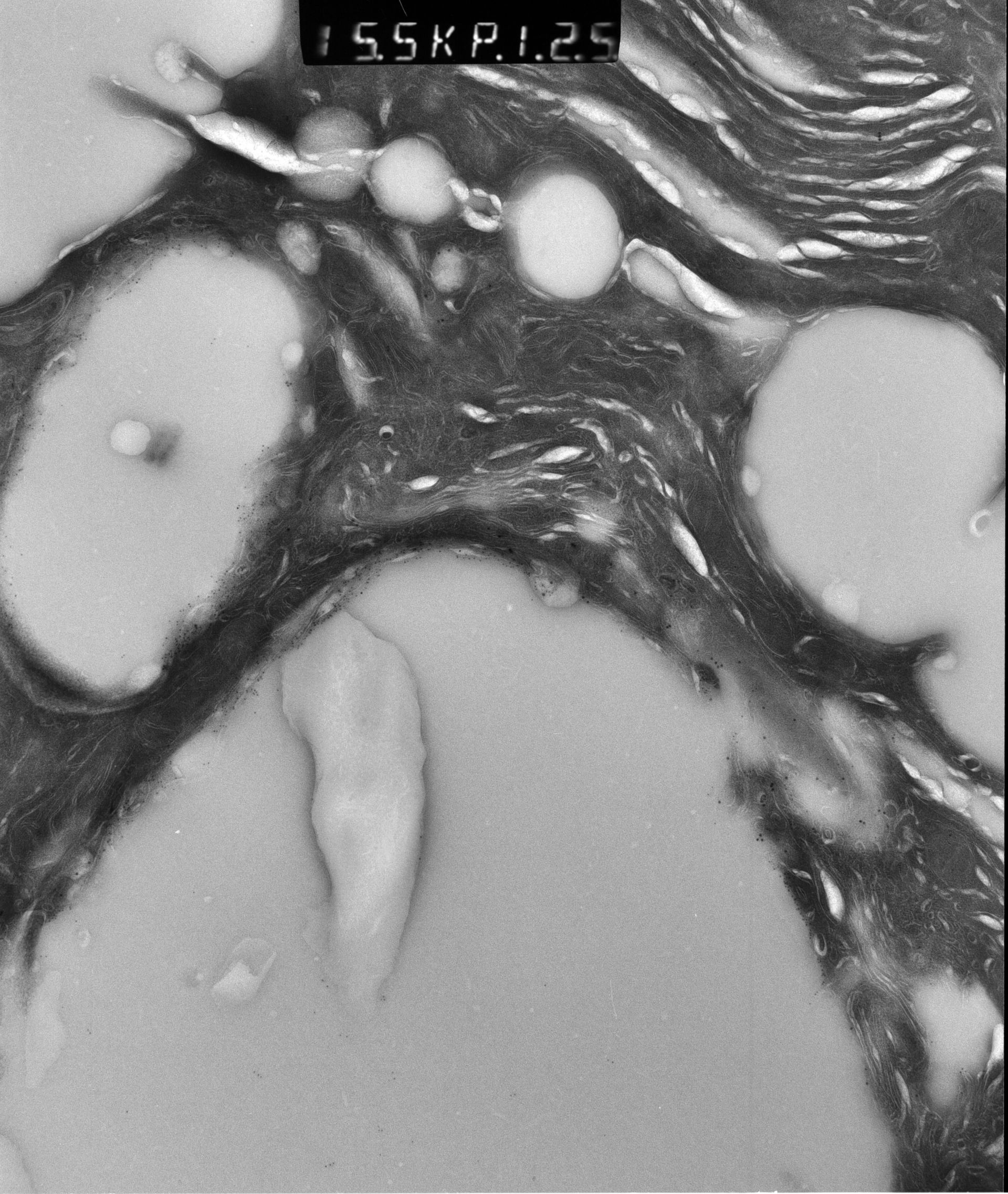 Rattus rattus (Mitochondrion) - CIL:12903