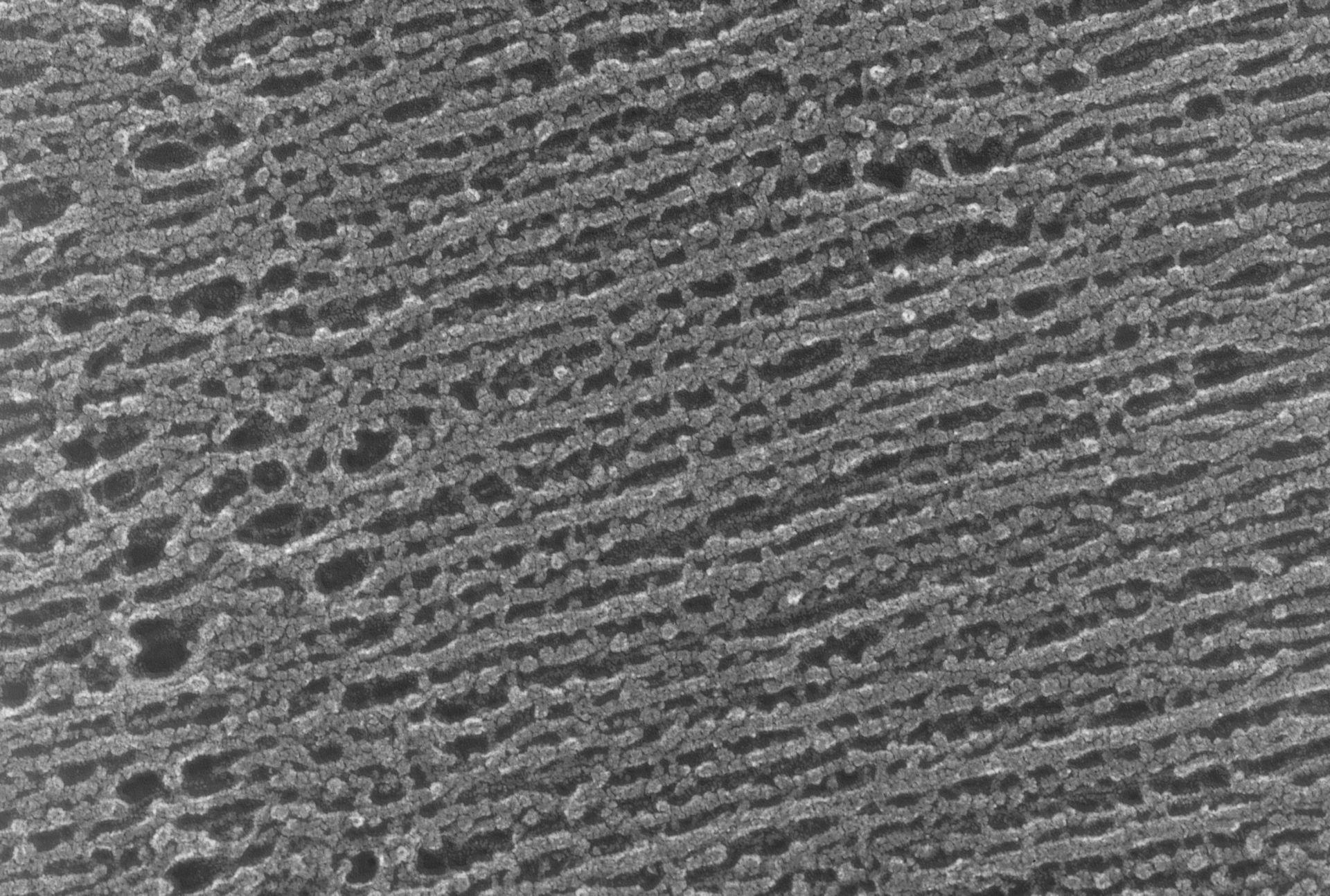 Oryctolagus cuniculus (Cytoskeleton) - CIL:2874