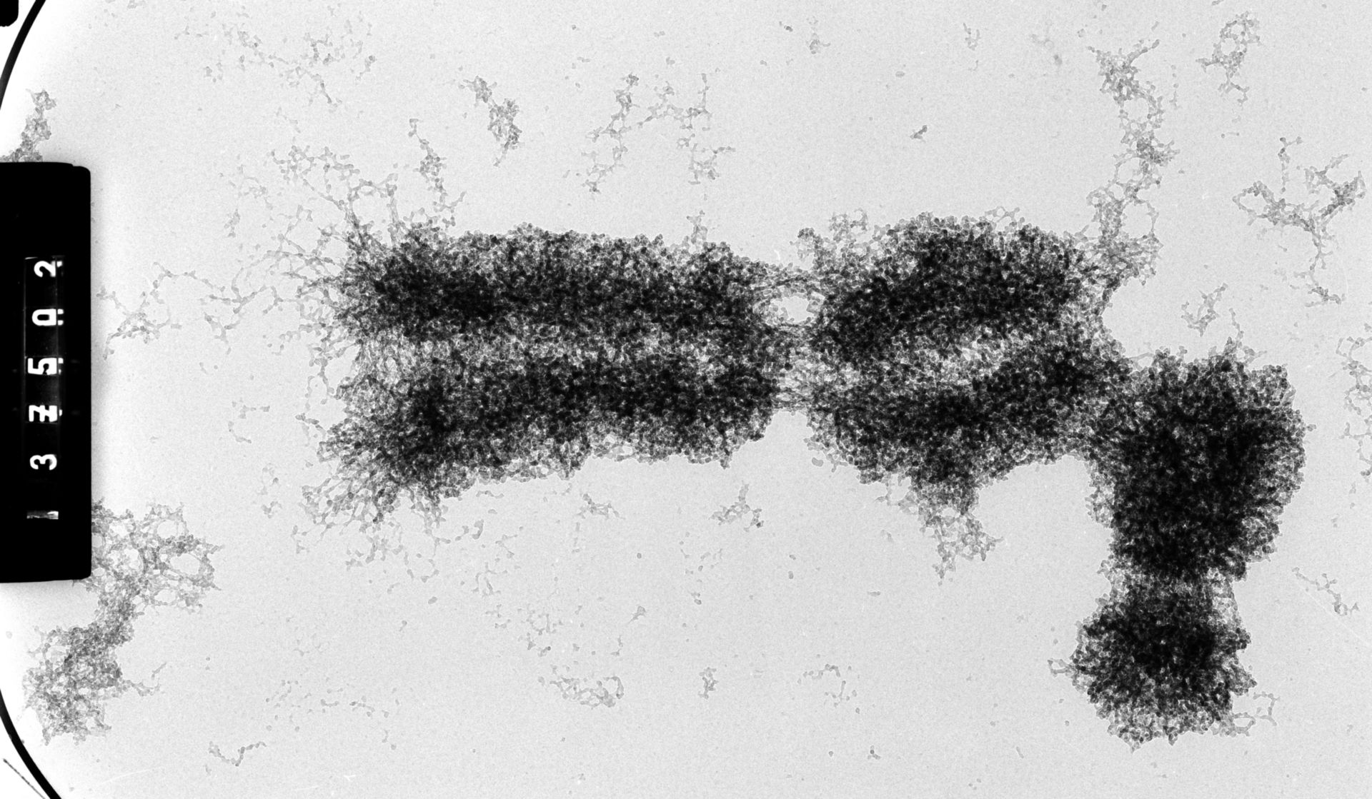 Cricetulus griseus (Nuclear chromosome) - CIL:35547